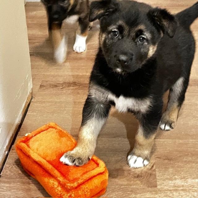 Enlarge Greta, a Adoptable Mixed Breed in Calgary, AB image 2/3