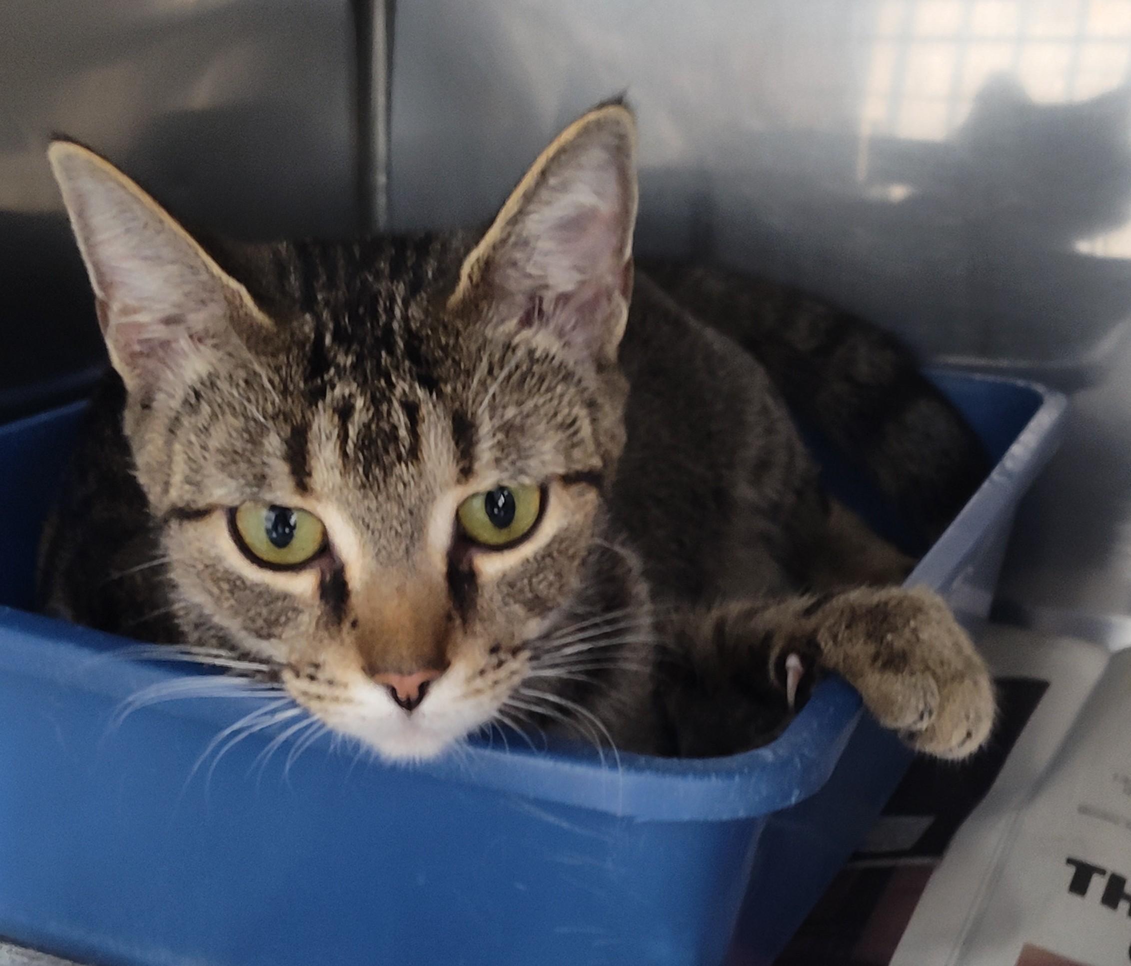 Enlarge JANELLE, a Adoptable Tabby in Claremore, OK image 1/1