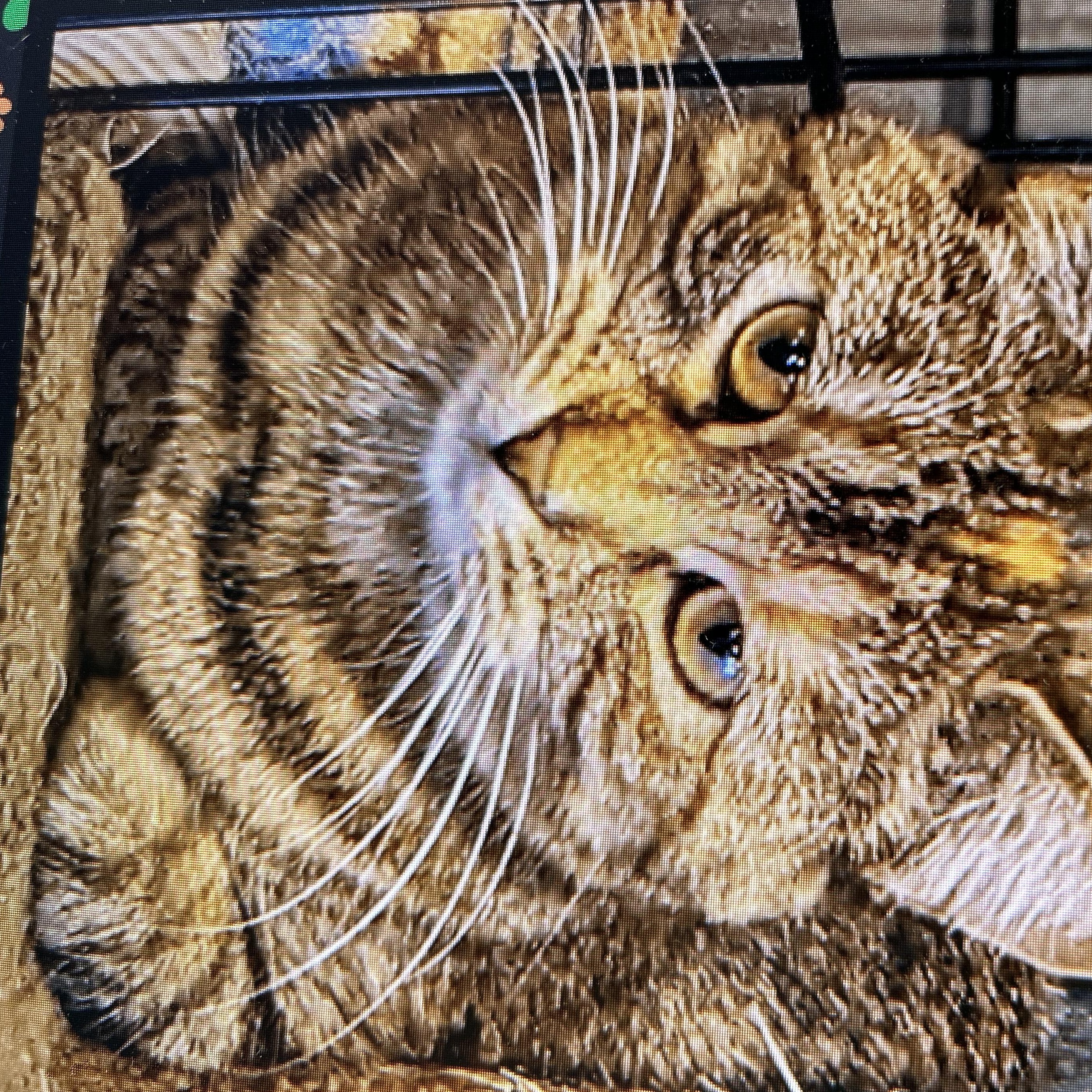 Skylar, Adoptable, Senior Female American Shorthair.