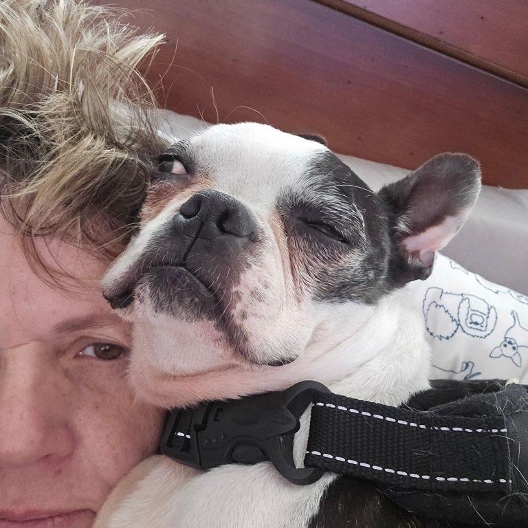 CORKY, a Adoptable Boston Terrier in Decatur, AL image 1/5