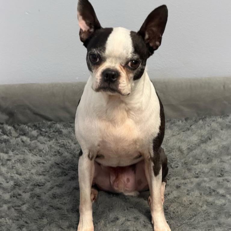 CORKY, a Adoptable Boston Terrier in Decatur, AL image 2/5