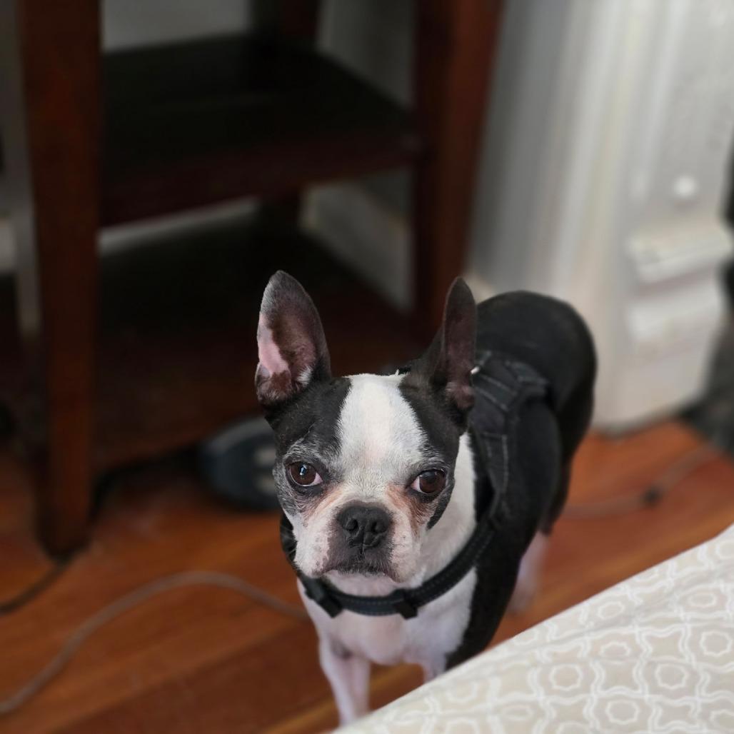 CORKY, a Adoptable Boston Terrier in Decatur, AL image 3/5