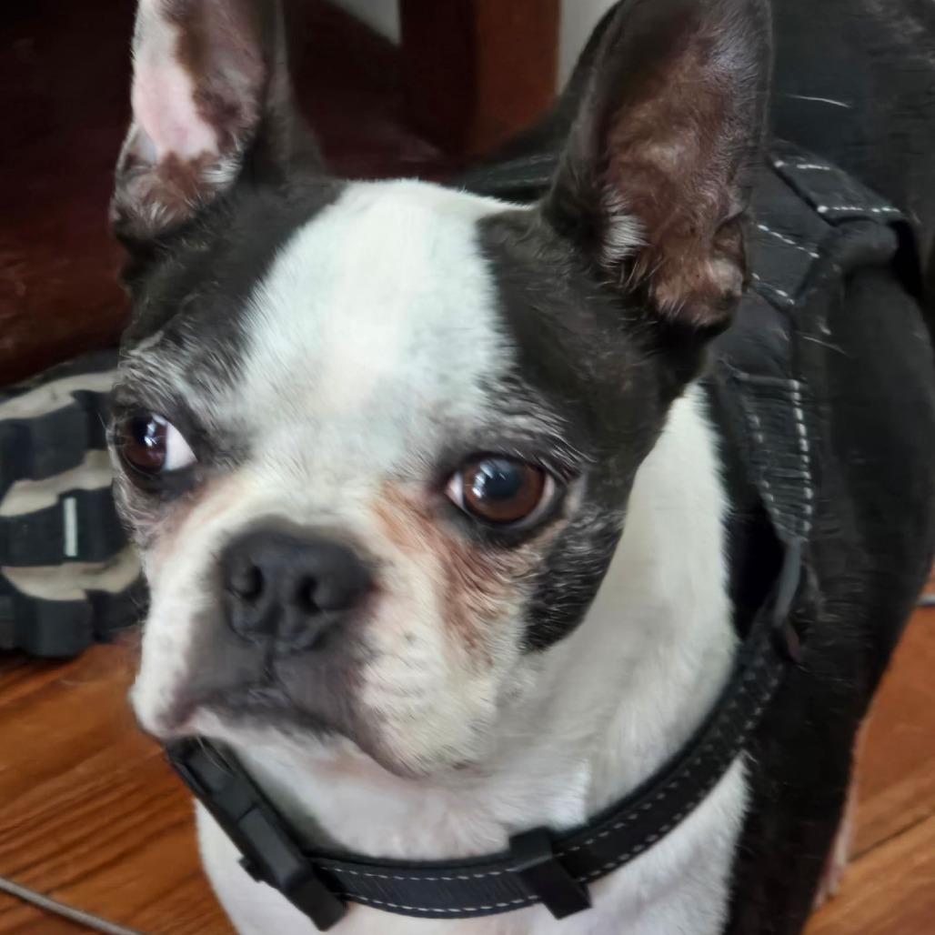 CORKY, a Adoptable Boston Terrier in Decatur, AL image 4/5