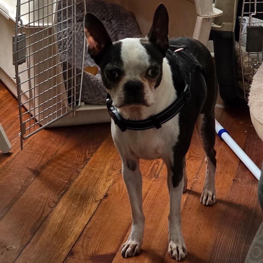CORKY, a Adoptable Boston Terrier in Decatur, AL image 5/5