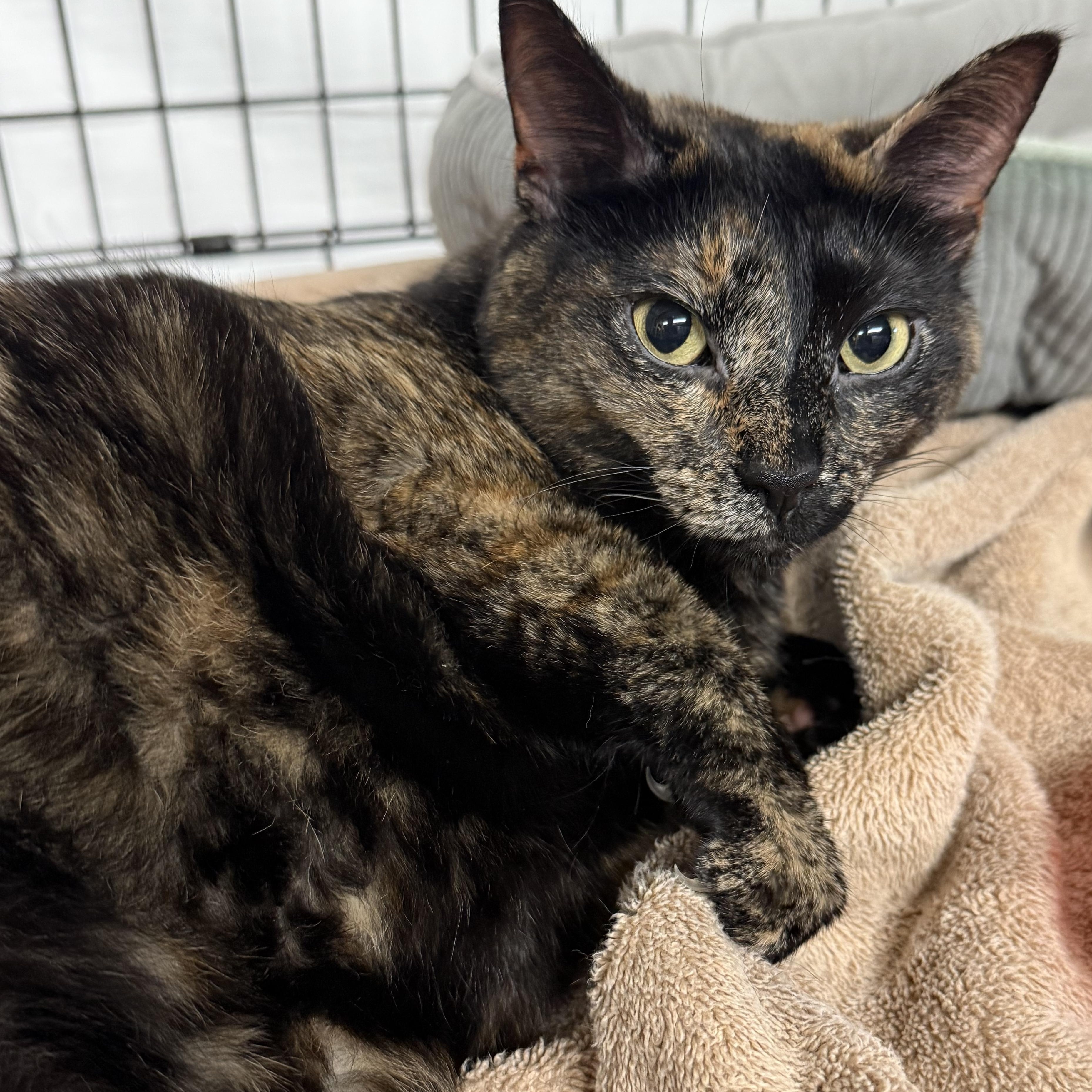Sadie, ADOPTABLE, Adult Female Tortoiseshell.