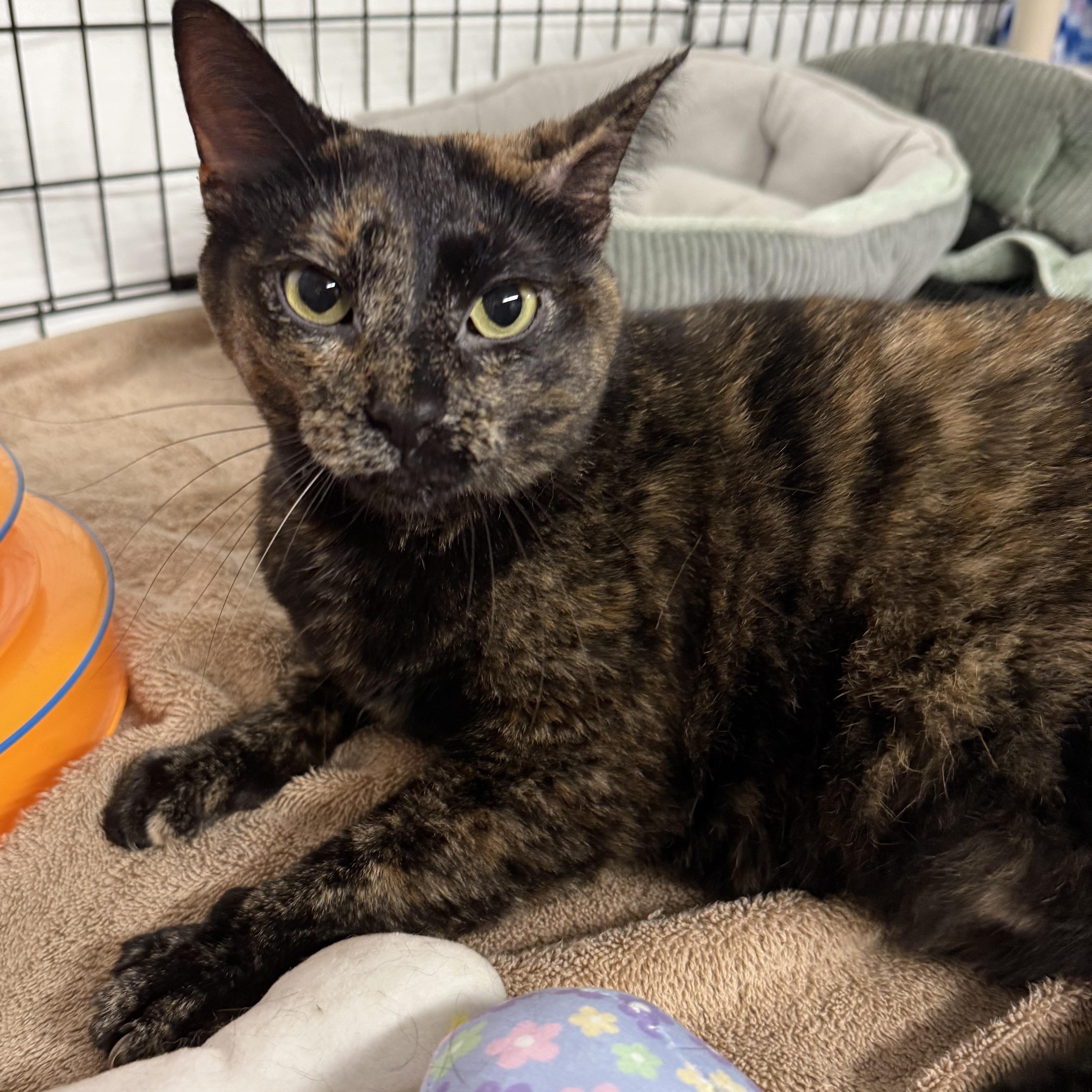 Sadie, a ADOPTABLE Tortoiseshell in East Amherst, NY image 3/6