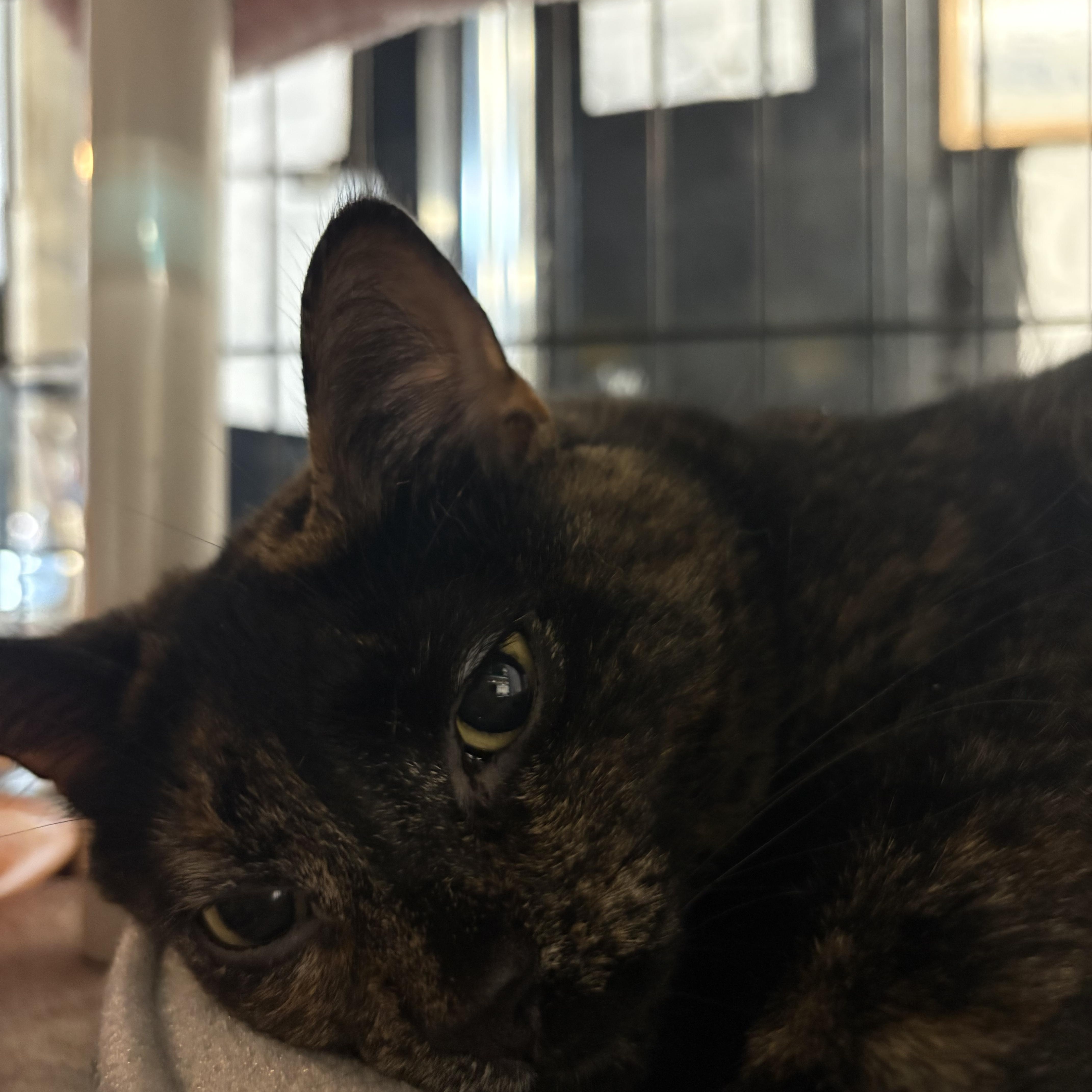 Sadie, a ADOPTABLE Tortoiseshell in East Amherst, NY image 6/6