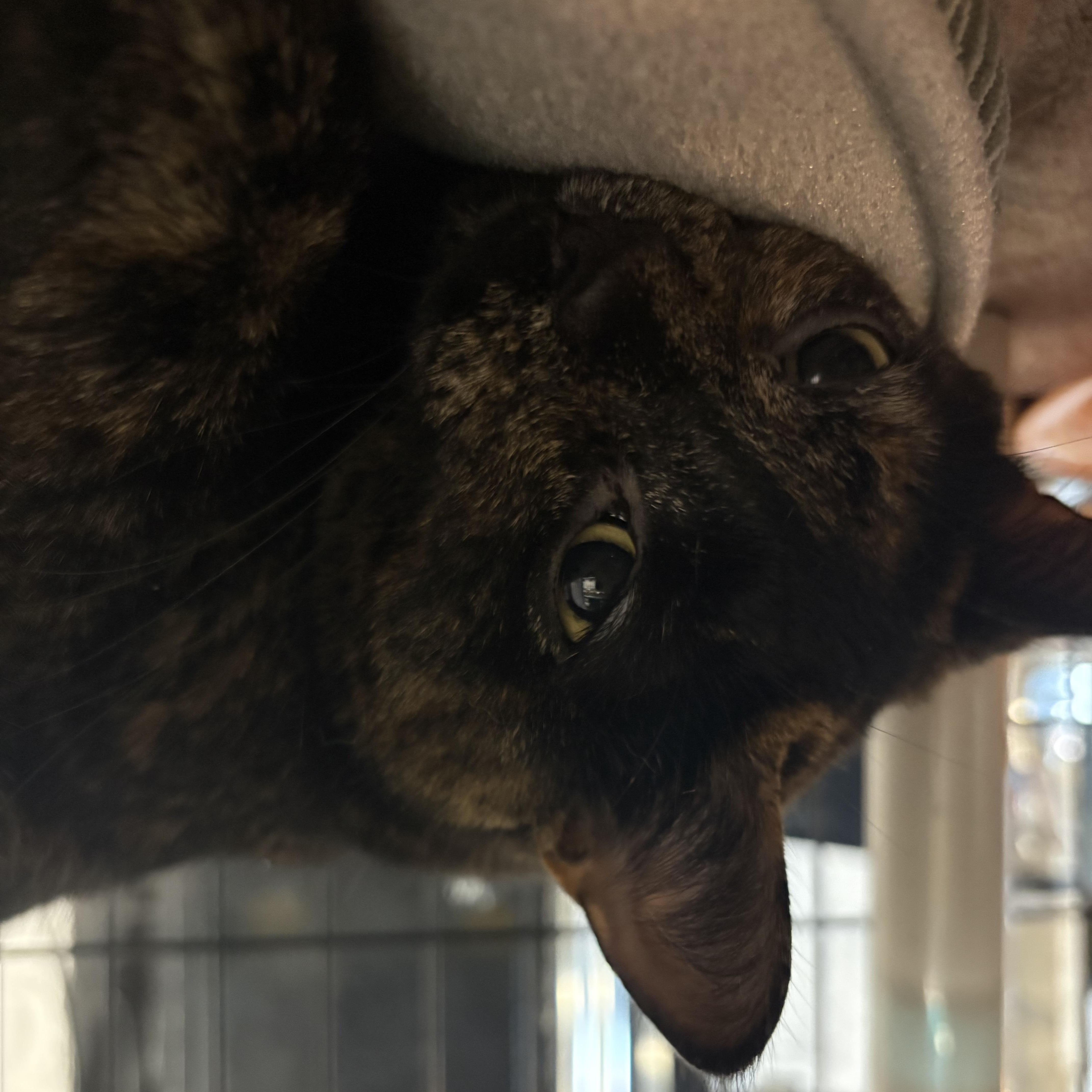 Sadie, a ADOPTABLE Tortoiseshell in East Amherst, NY image 6/6