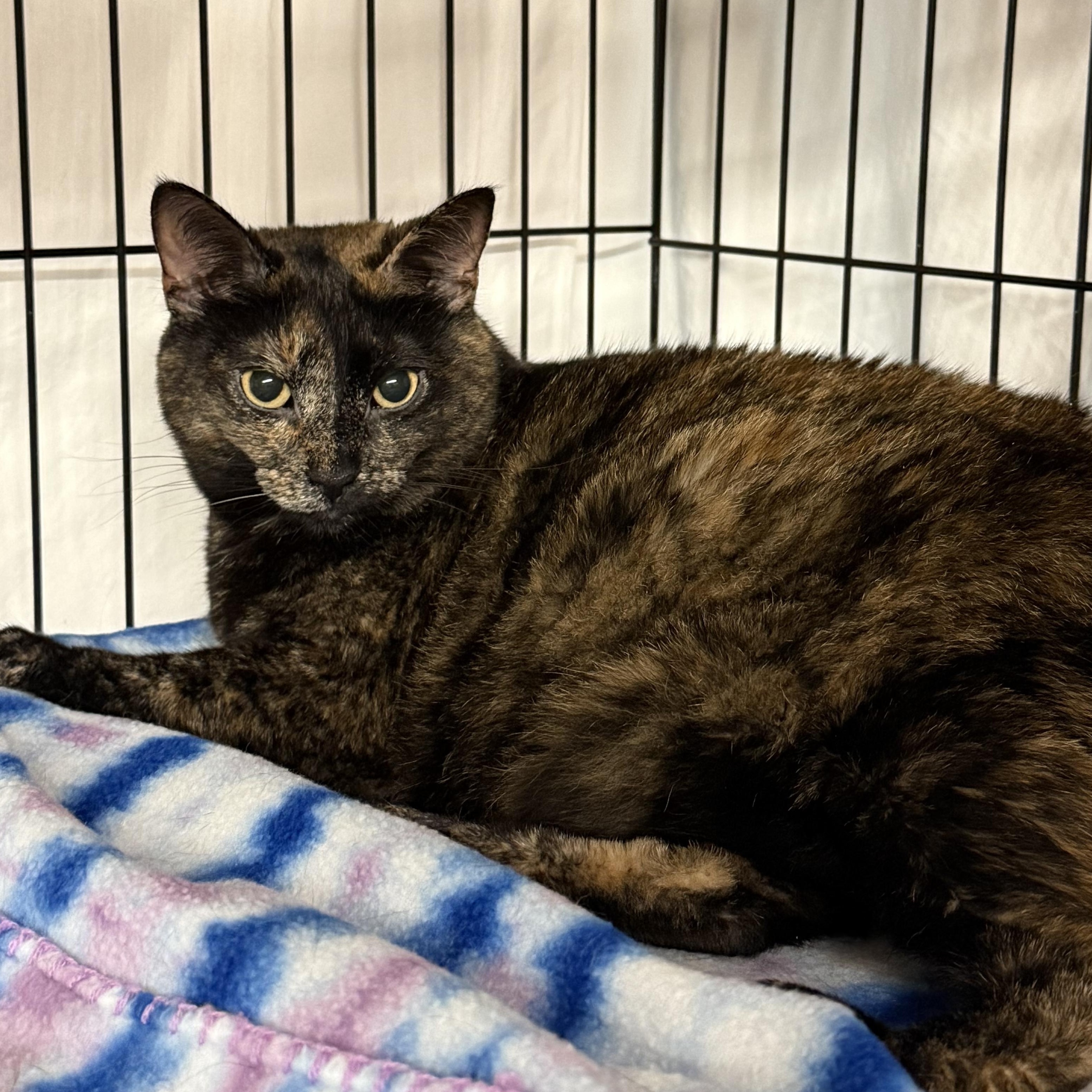 Sadie, a ADOPTABLE Tortoiseshell in East Amherst, NY image 1/6