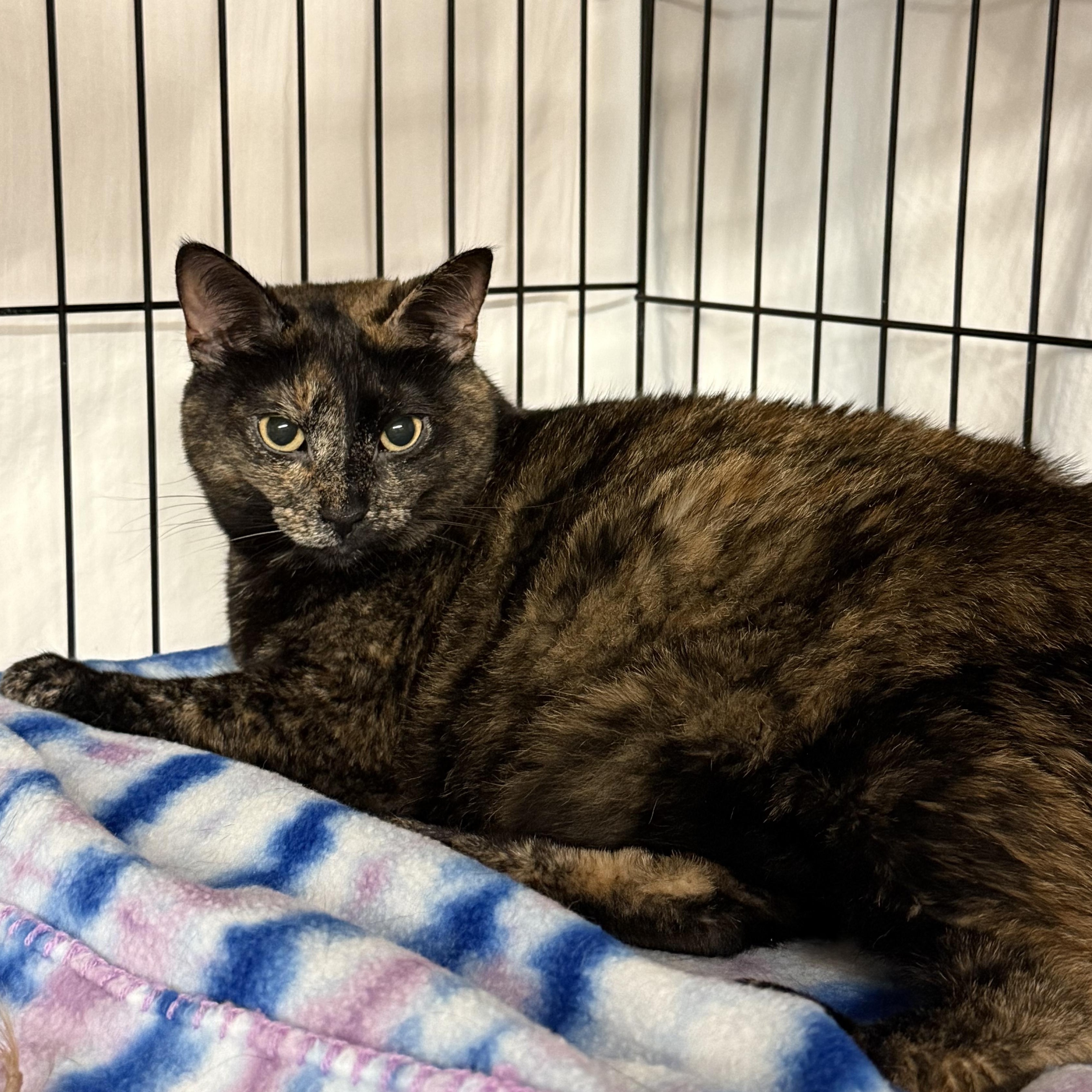Sadie, a ADOPTABLE Tortoiseshell in East Amherst, NY image 4/6