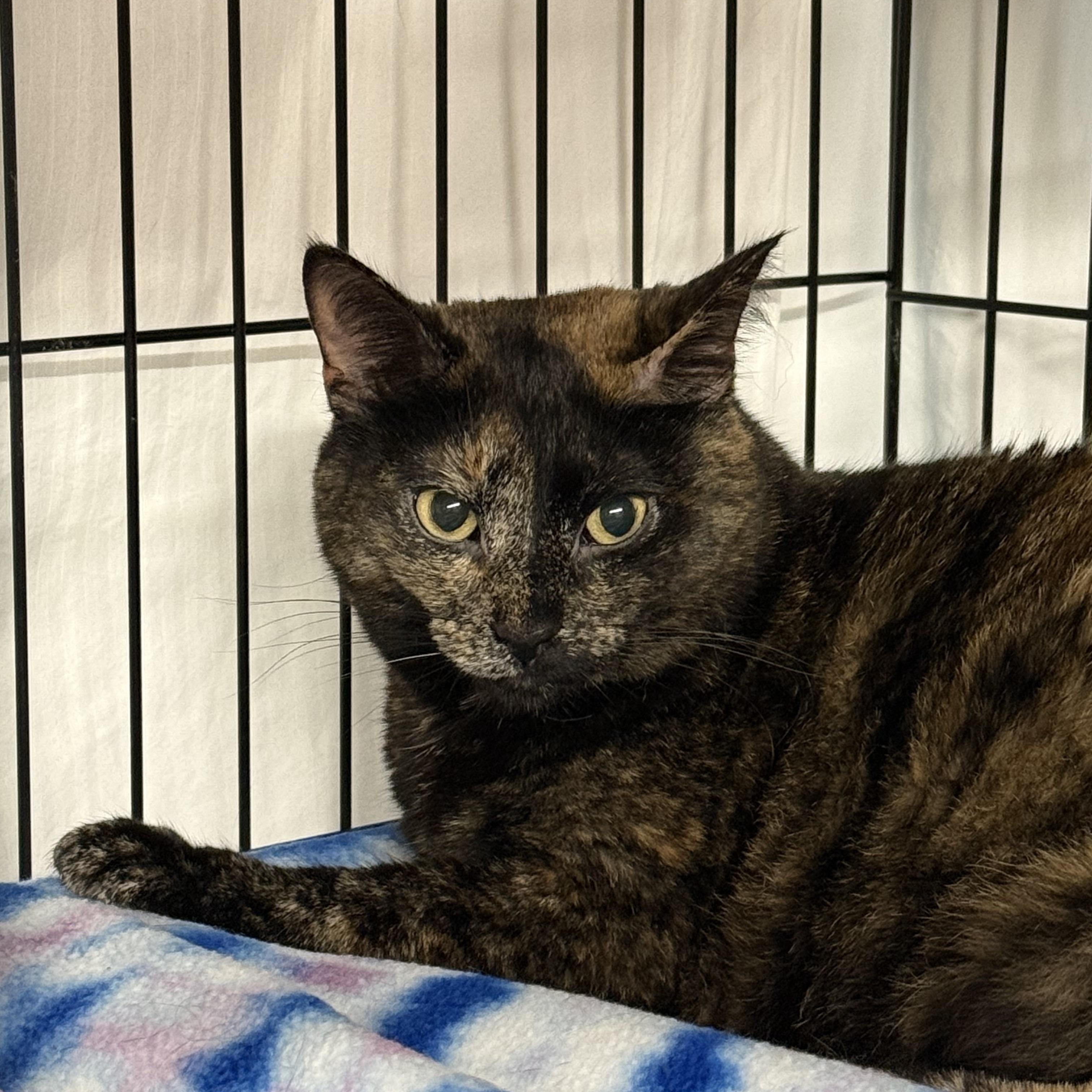 Sadie, a ADOPTABLE Tortoiseshell in East Amherst, NY image 2/6