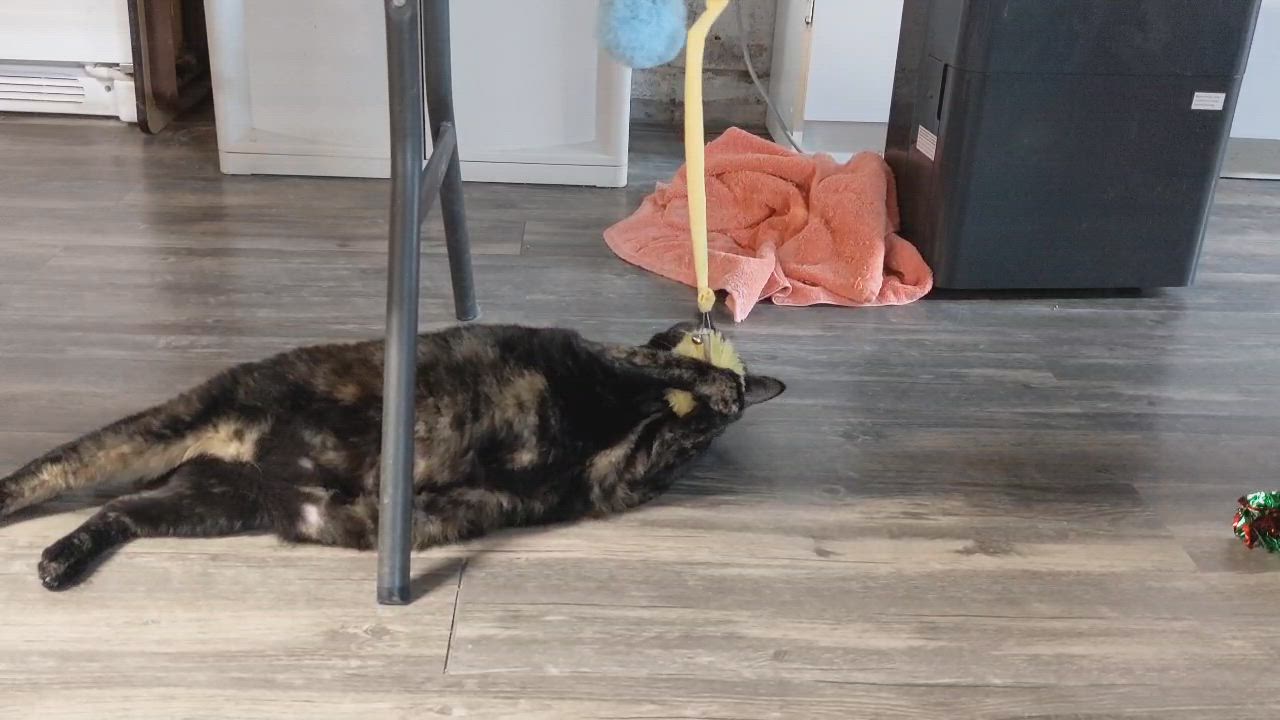 Enlarge Sadie, a ADOPTABLE Tortoiseshell in East Amherst, NY video 5/6