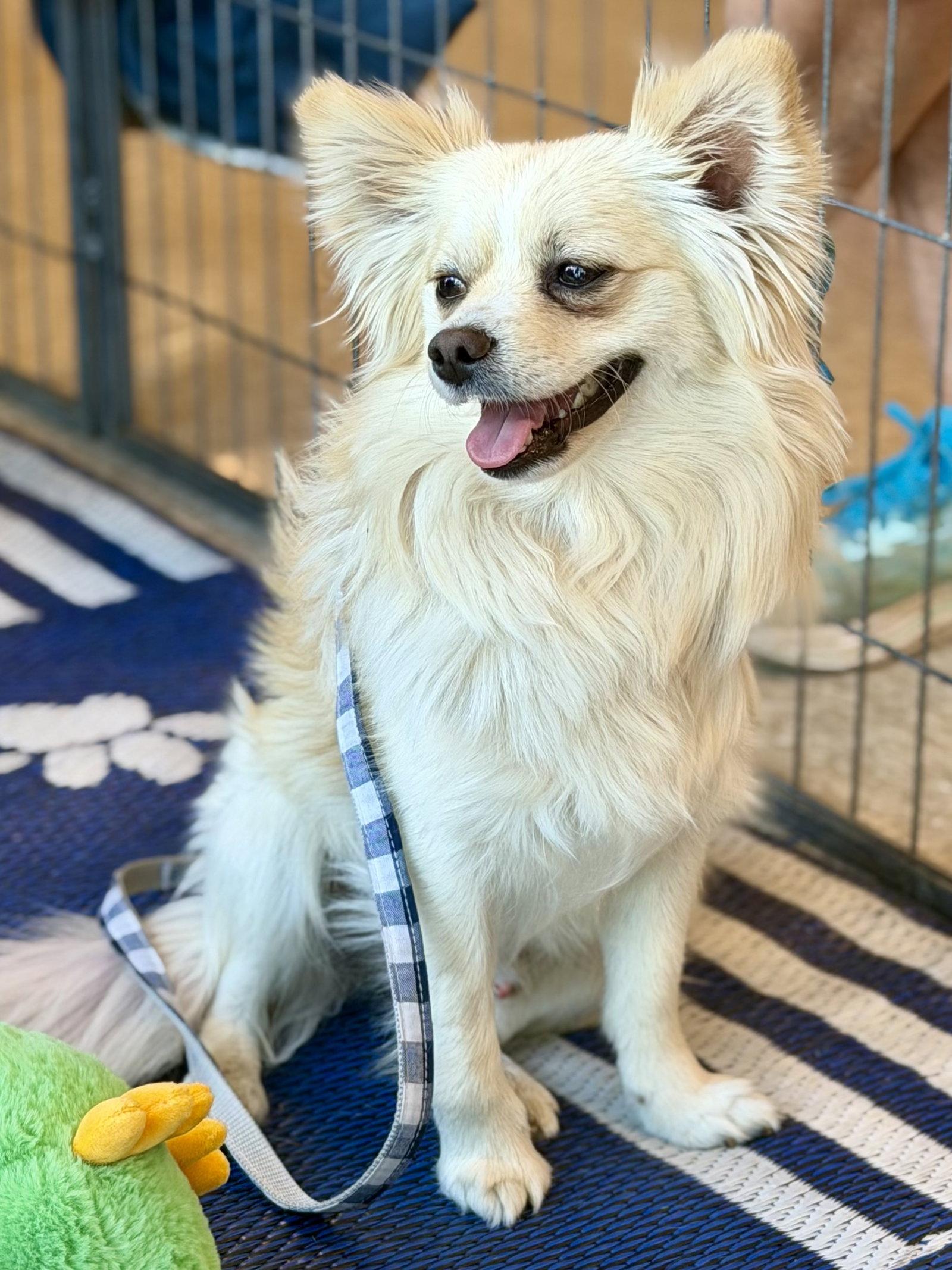 Carlos, a Adopted Pomeranian in Glendale, AZ image 1/3