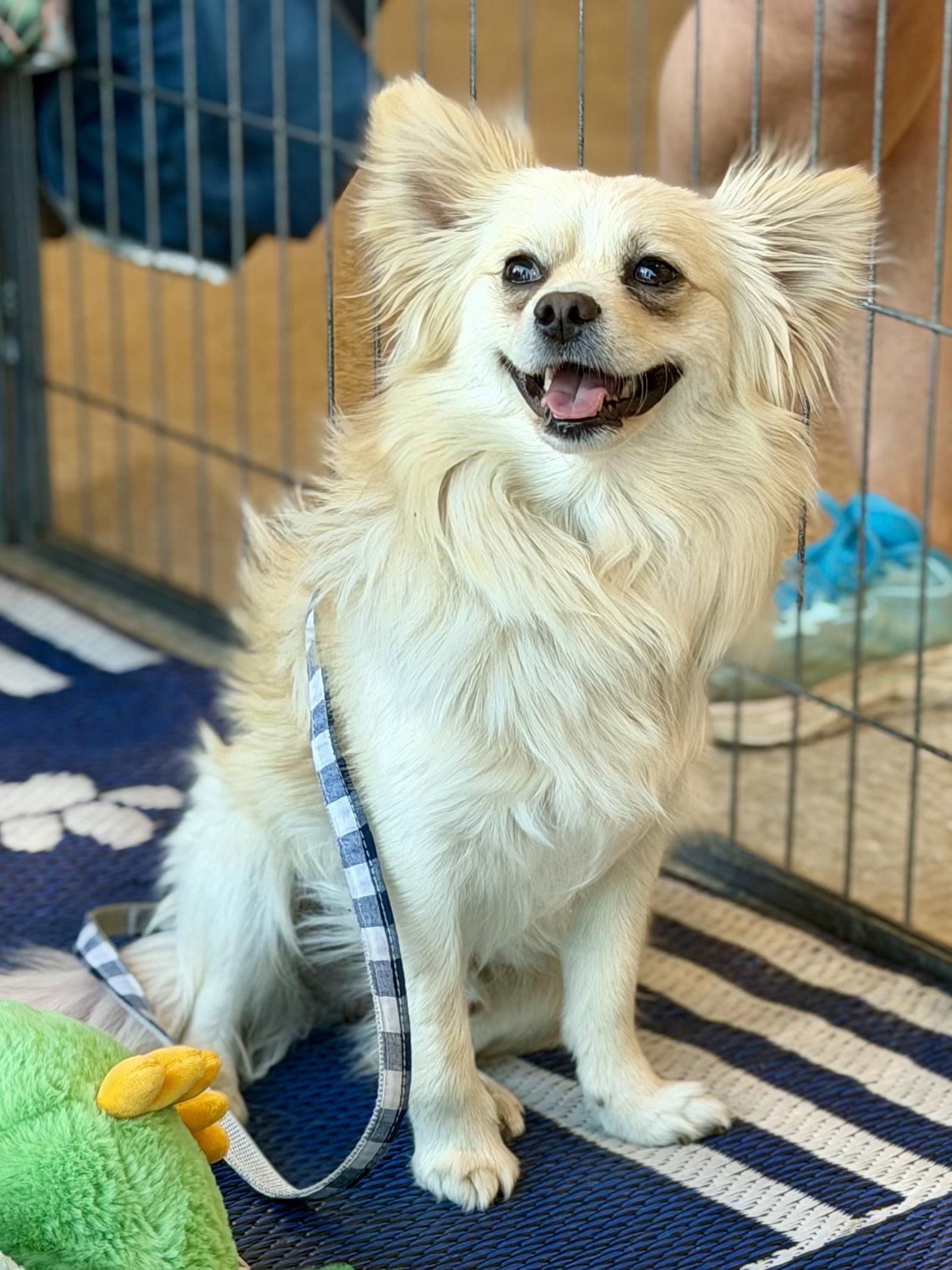Carlos, a Adopted Pomeranian in Glendale, AZ image 2/3