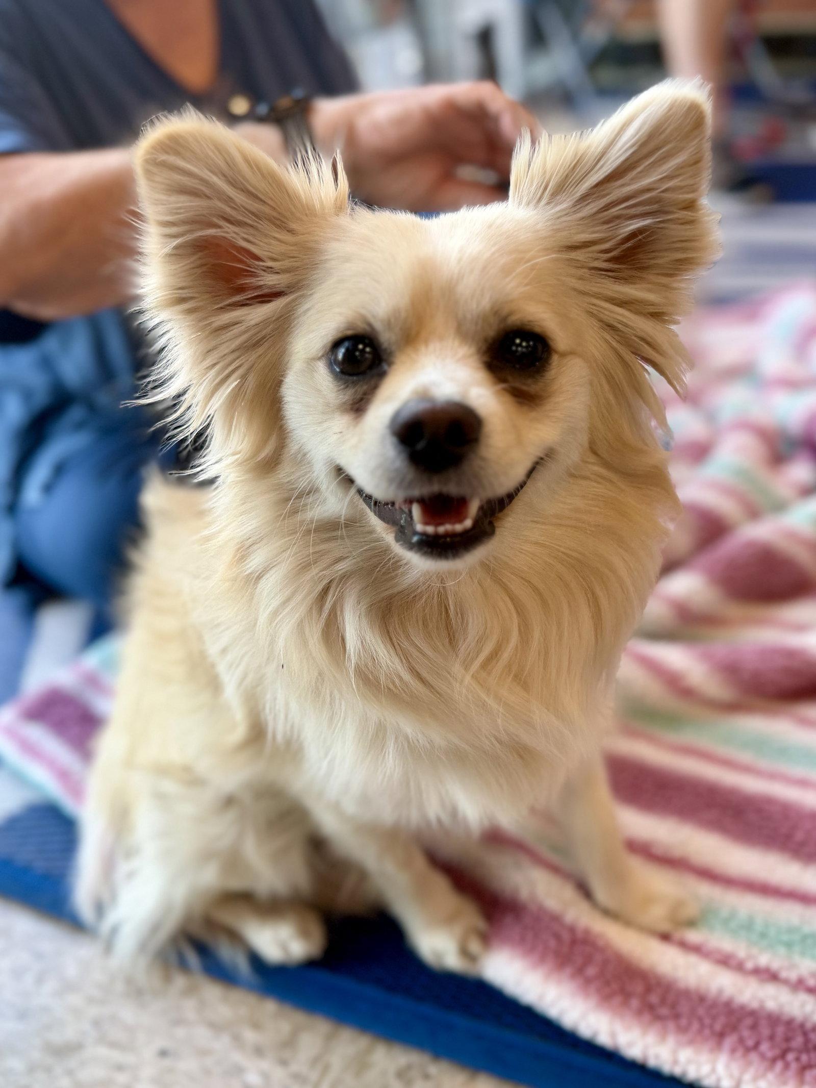 Carlos, a Adopted Pomeranian in Glendale, AZ image 3/3