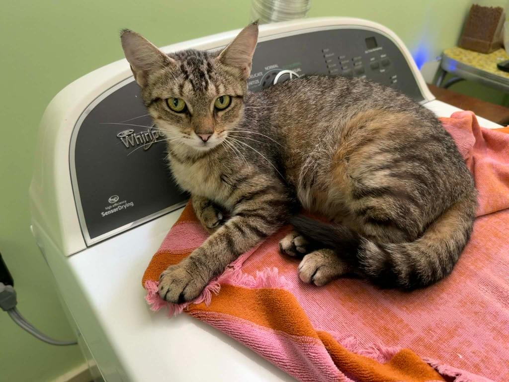 Enlarge Arugula, a Adoptable Tabby in Frankfort, KY image 2/2