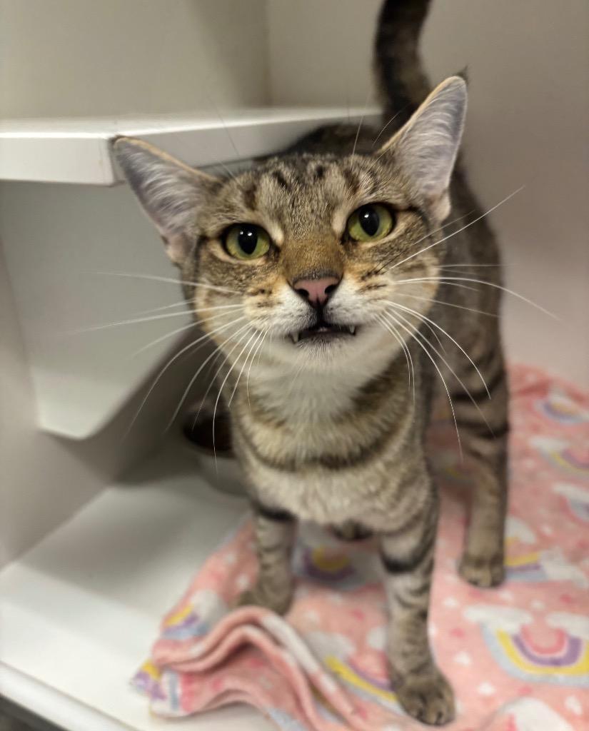 Arugula, Adoptable, Adult Female Tabby.
