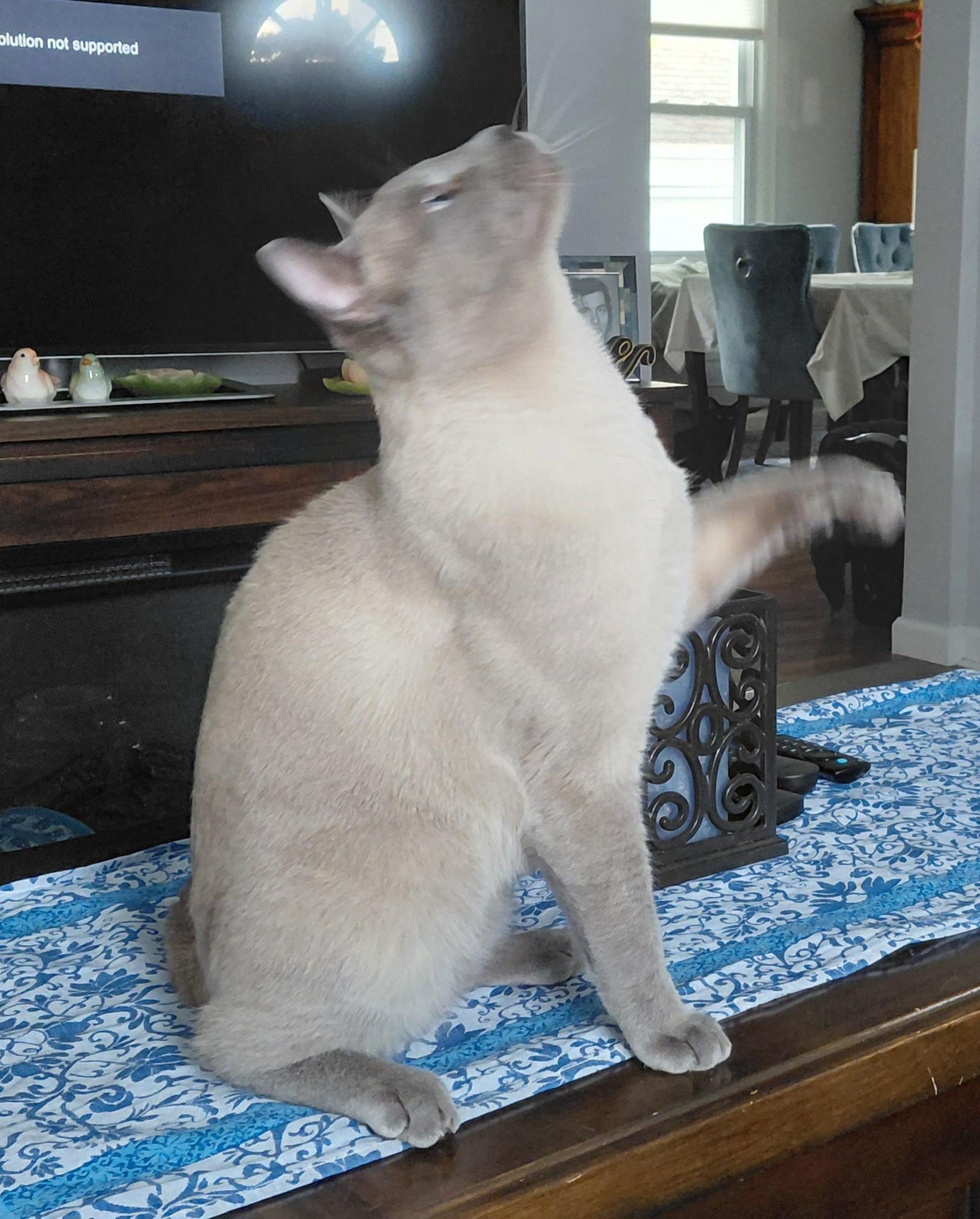 Enlarge Fusilli lover boy, a ADOPTABLE Siamese in Bethpage, NY image 2/2
