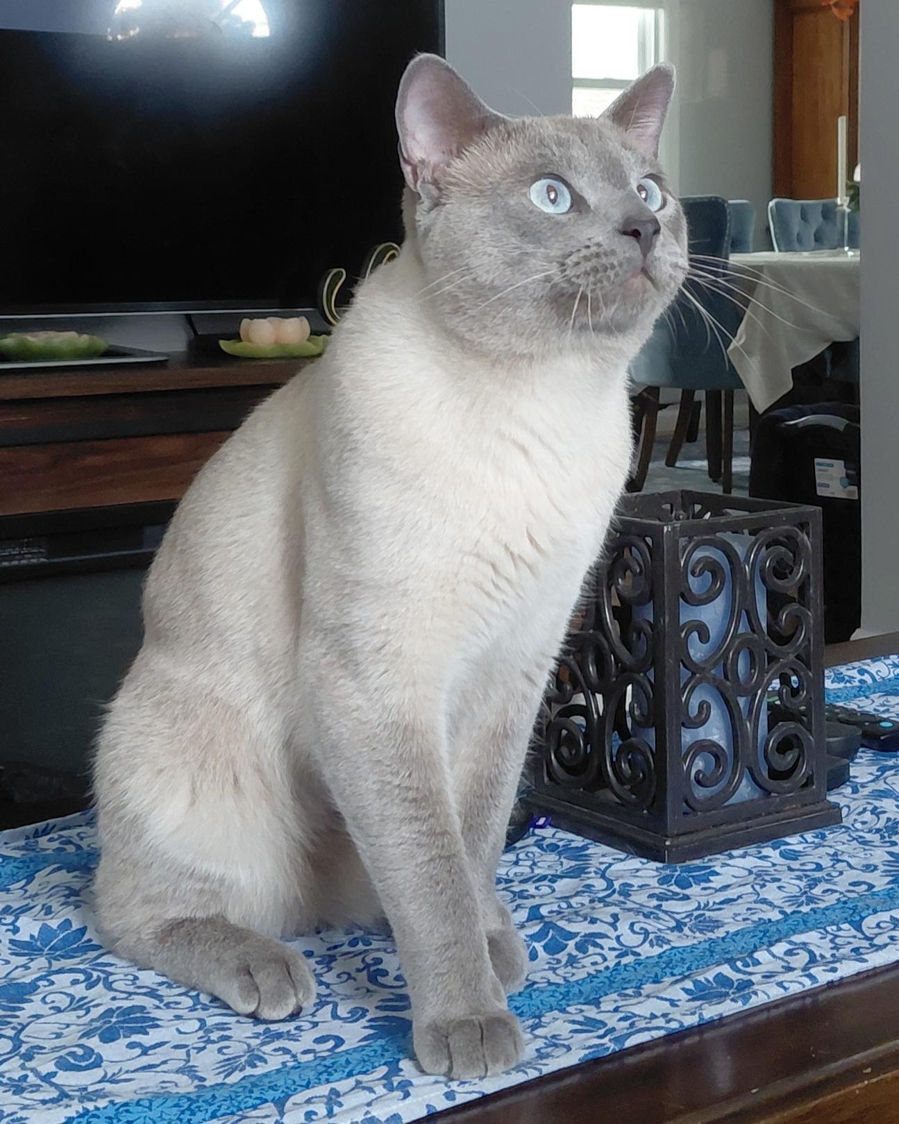 Fusilli lover boy, ADOPTABLE, Adult Male Siamese.