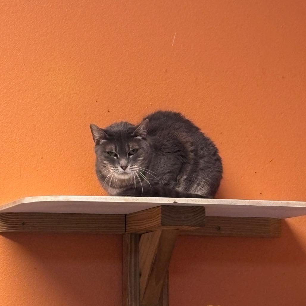 Enlarge Lady, a Adoptable Domestic Short Hair in Fulton, TX image 2/2