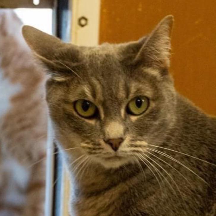 Lady, Adoptable, Senior Female Domestic Short Hair.