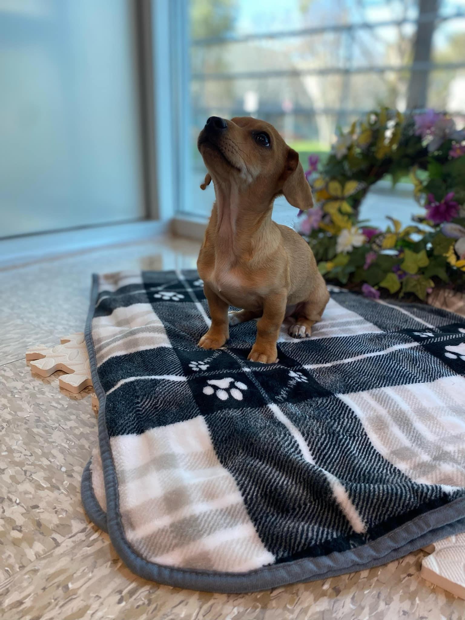 APOLLO, Adopted, Puppy Male Dachshund & Terrier.