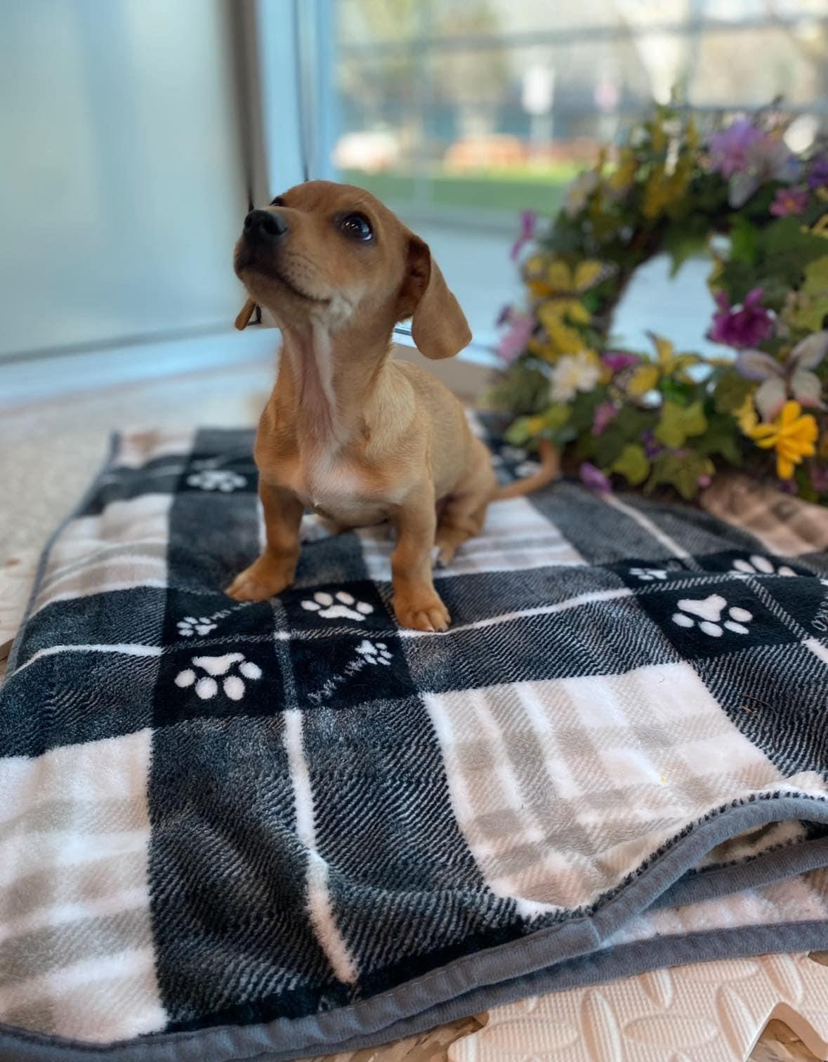 Enlarge APOLLO, a Adopted mixed breed in La Verne, CA image 2/4