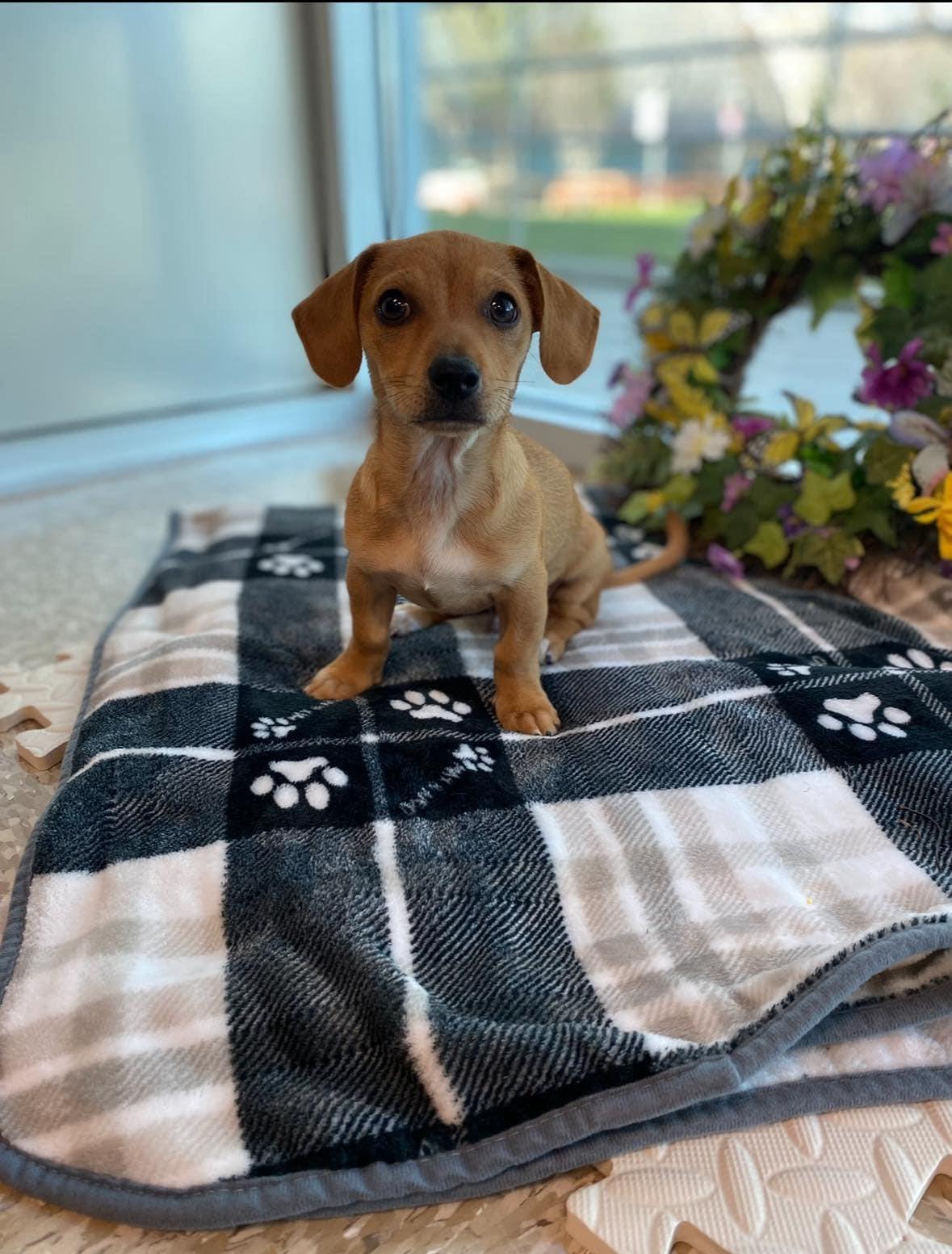 Enlarge APOLLO, a Adopted mixed breed in La Verne, CA image 3/4