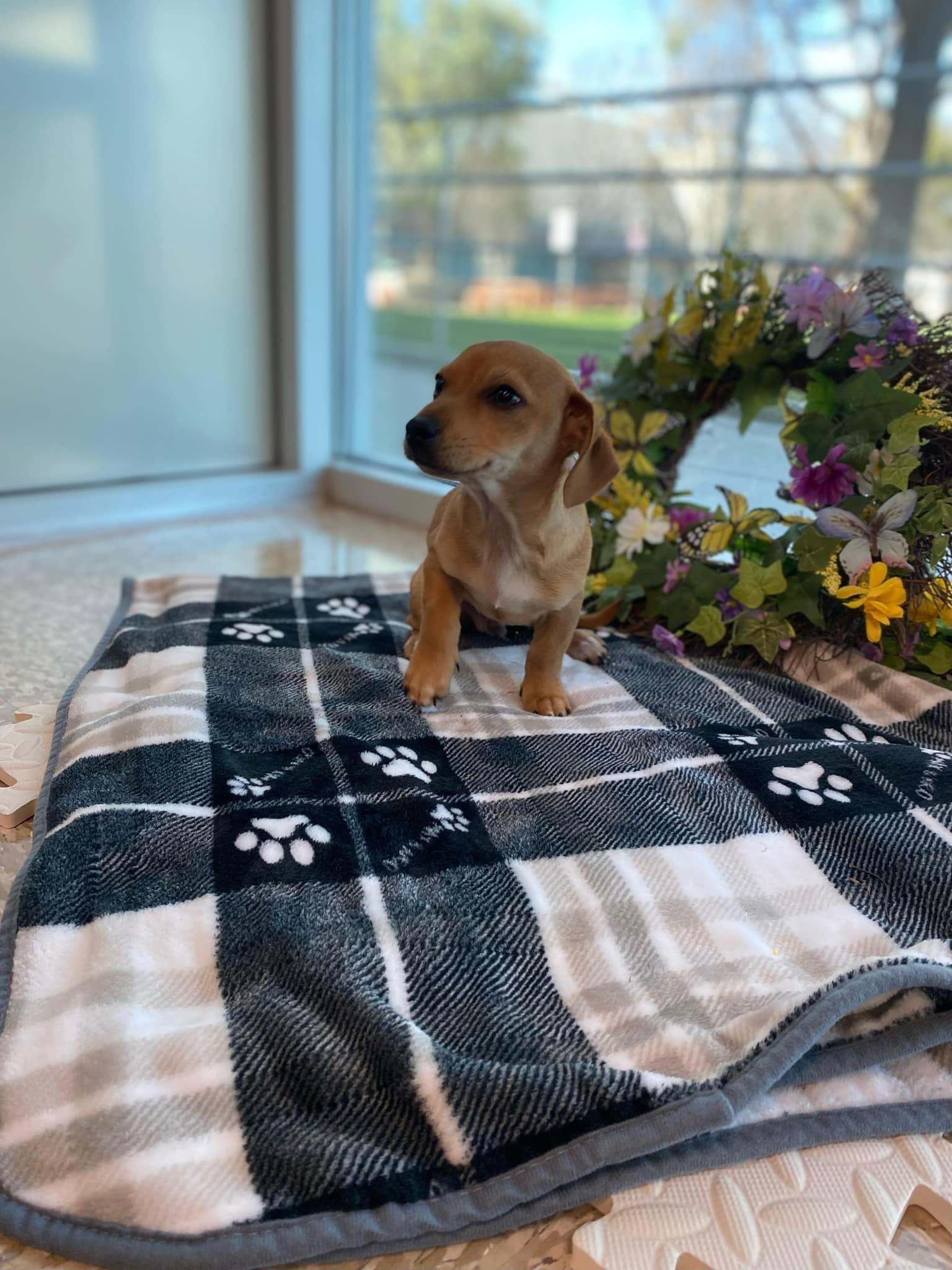 Enlarge APOLLO, a Adopted mixed breed in La Verne, CA image 4/4