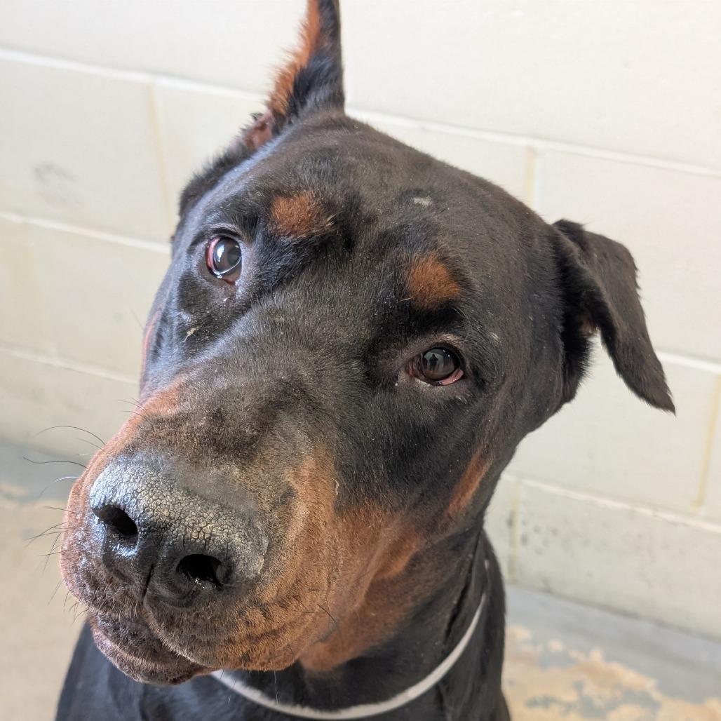 7919 Murray - I'm a SSNAP Dog, a Adoptable Doberman Pinscher in Sandown, NH image 1/2