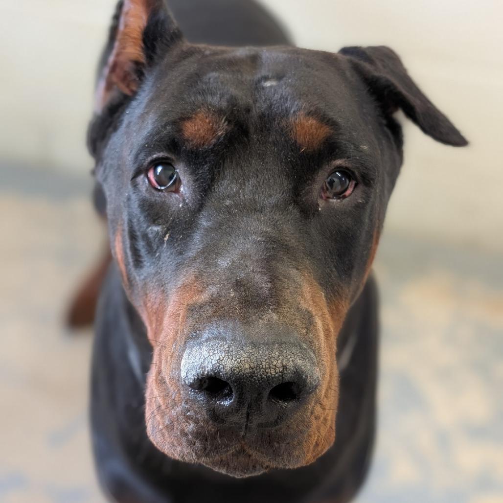 7919 Murray - I'm a SSNAP Dog, a Adoptable Doberman Pinscher in Sandown, NH image 2/2