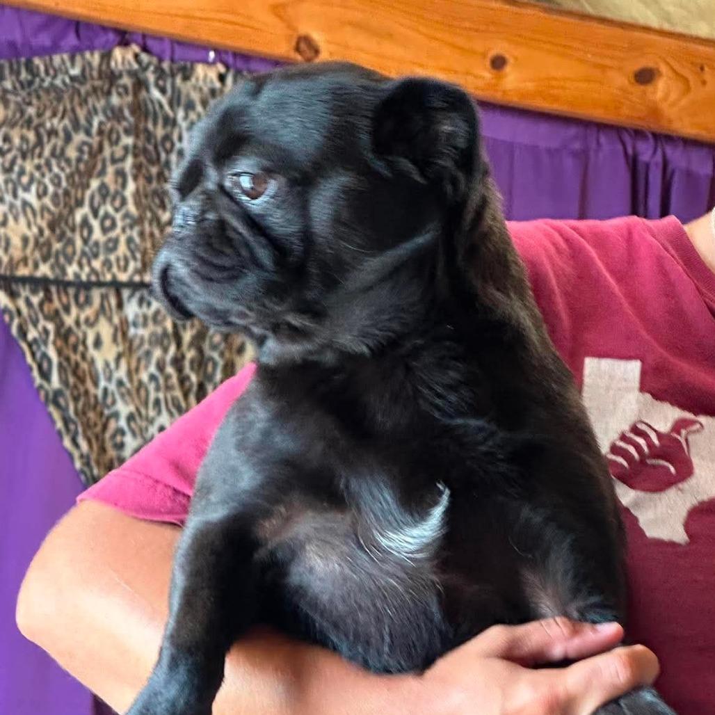 Available 8/30 SKYLAR, a Adoptable Pug in Loves Park, IL image 1/3