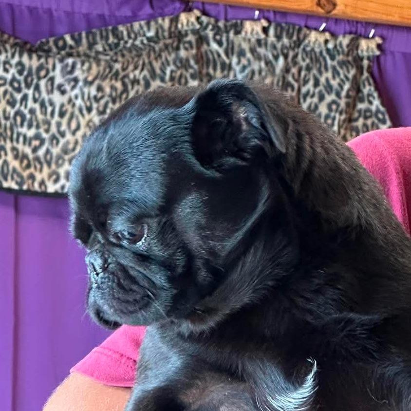 Available 8/30 SKYLAR, a Adoptable Pug in Loves Park, IL image 2/3