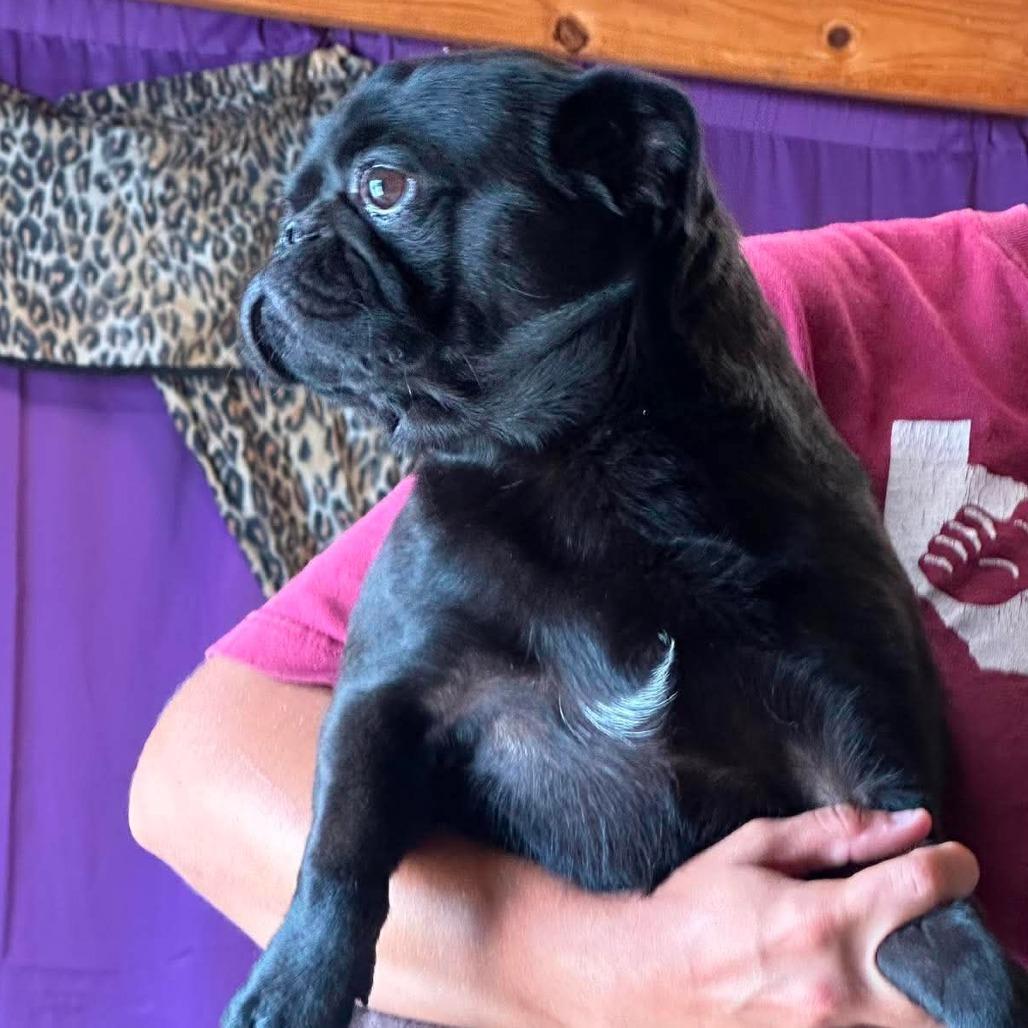 Available 8/30 SKYLAR, a Adoptable Pug in Loves Park, IL image 3/3