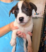 Fiji - In Foster, Adoptable, Puppy Female Labrador Retriever.