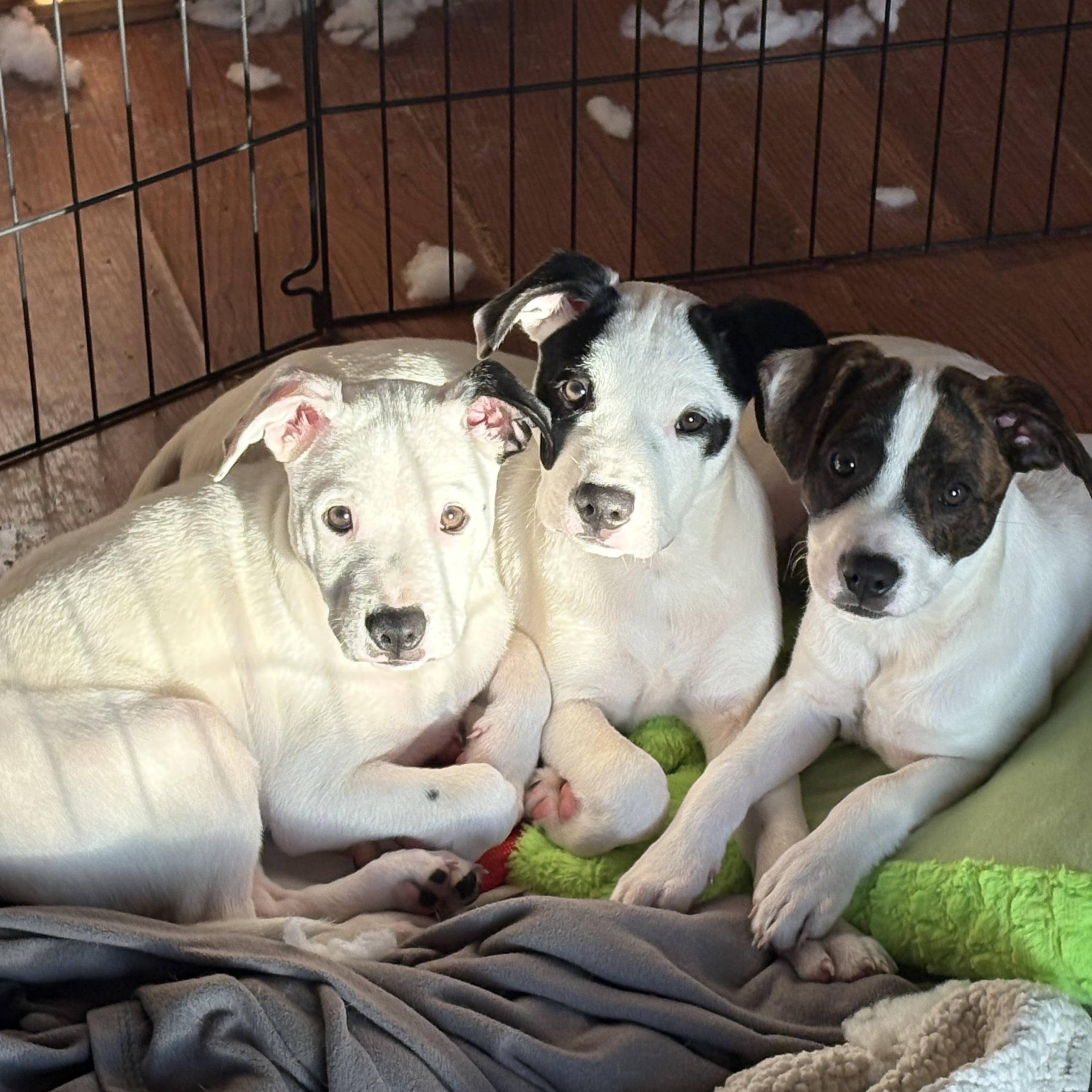 Enlarge Fiji, a Adopted mixed breed in Kalamazoo, MI image 3/3