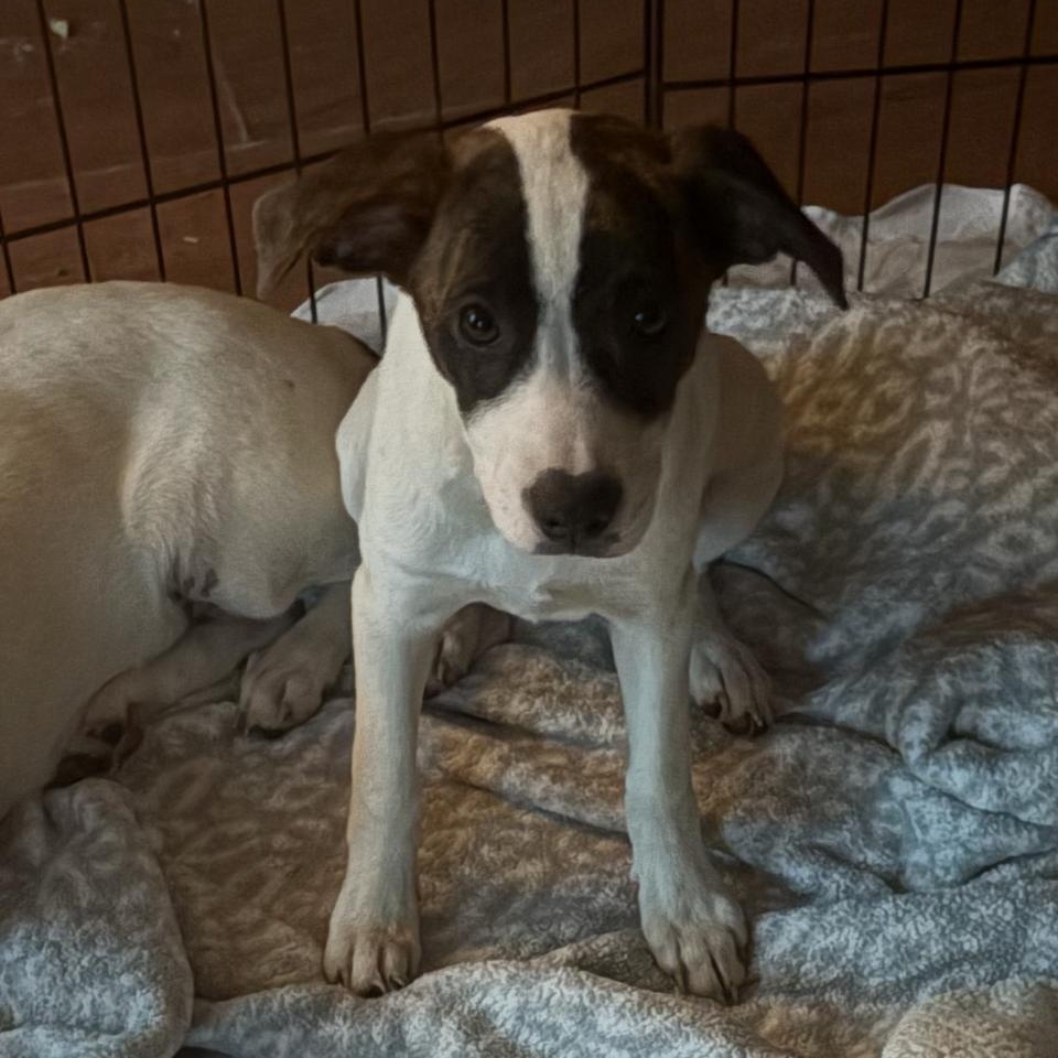 Fiji, Adopted, Puppy Female Labrador Retriever.