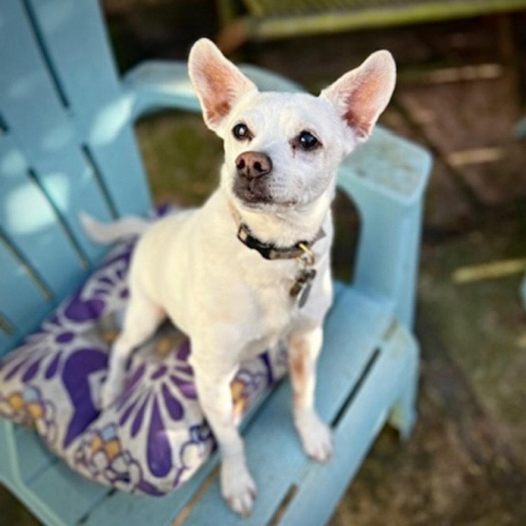 Georgie P (CA), a Adoptable Rat Terrier in San Francisco , CA image 1/3