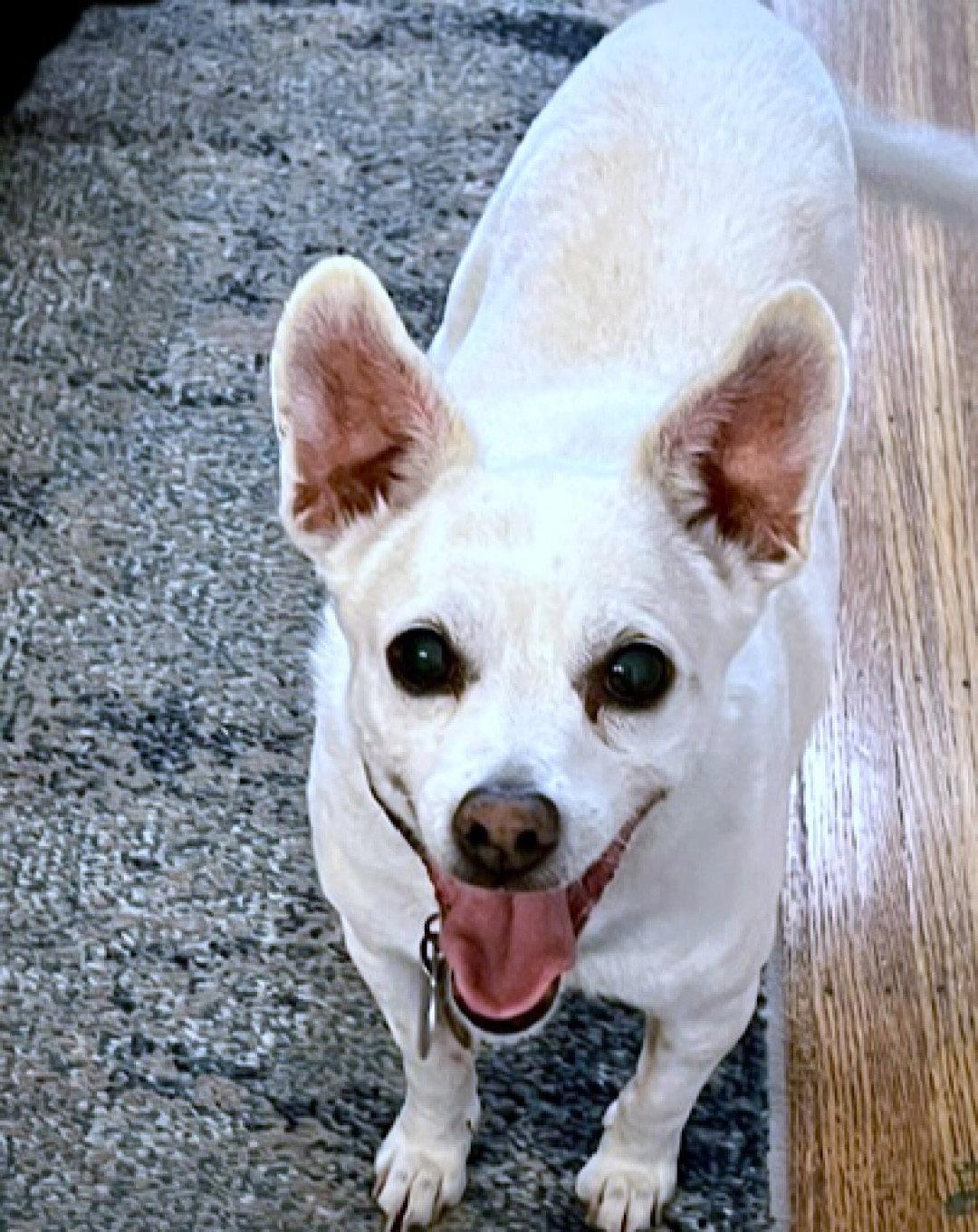 Georgie P (CA), a Adoptable Rat Terrier in San Francisco , CA image 2/3