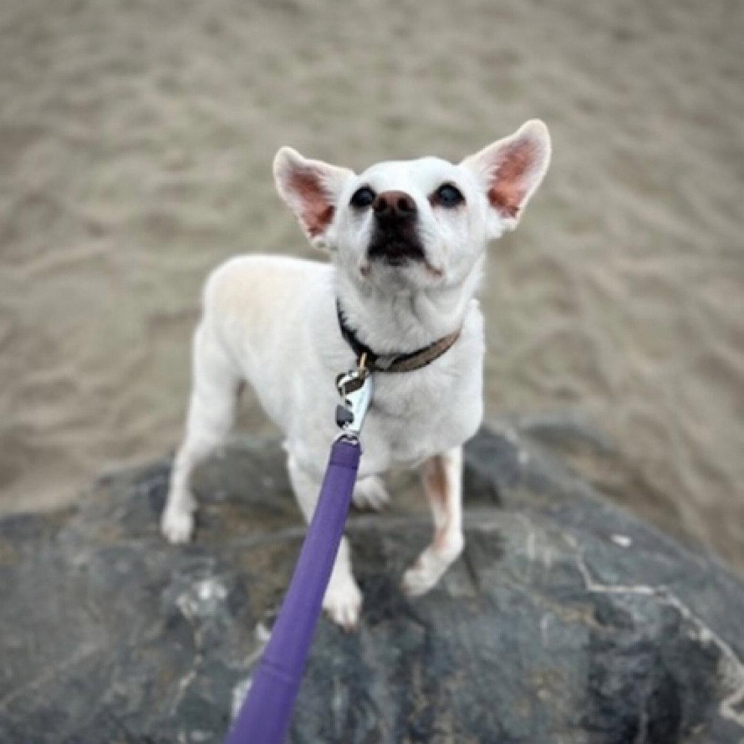 Georgie P (CA), a Adoptable Rat Terrier in San Francisco , CA image 3/3