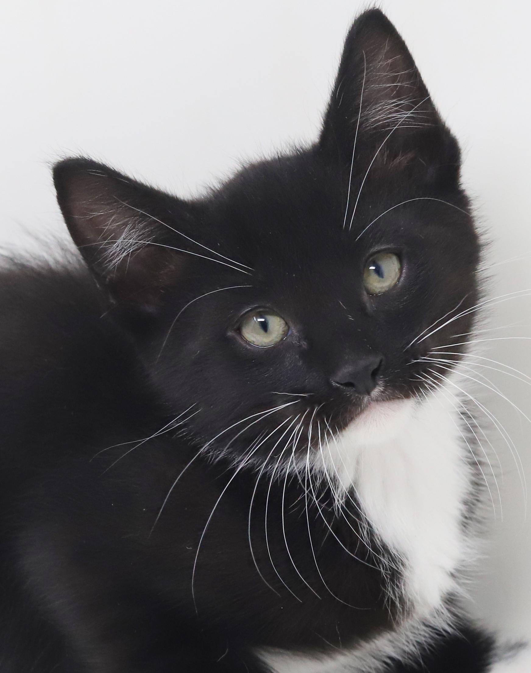 ChocoChip!  He's a teeny tiny superstar!  , Adoptable, Kitten Male Tuxedo.