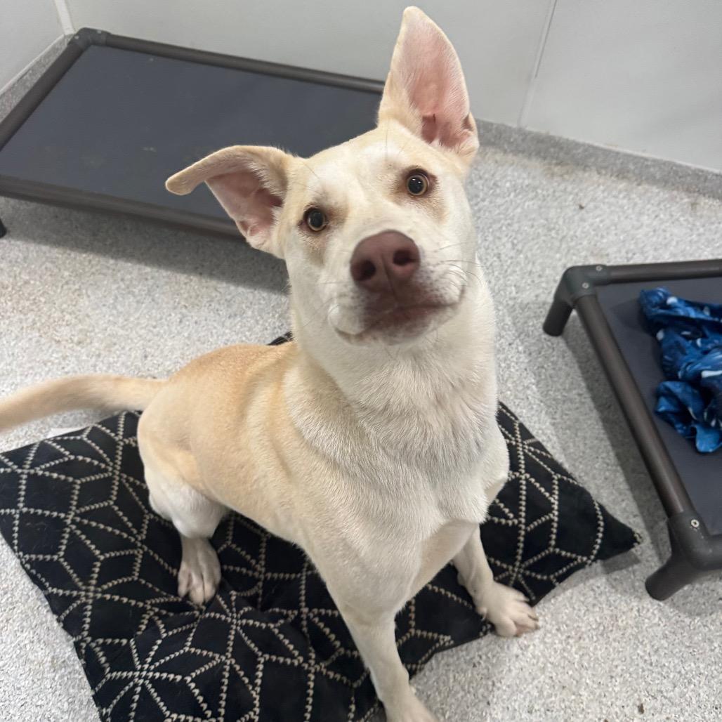 Buck, Adoptable, Young Male Husky.