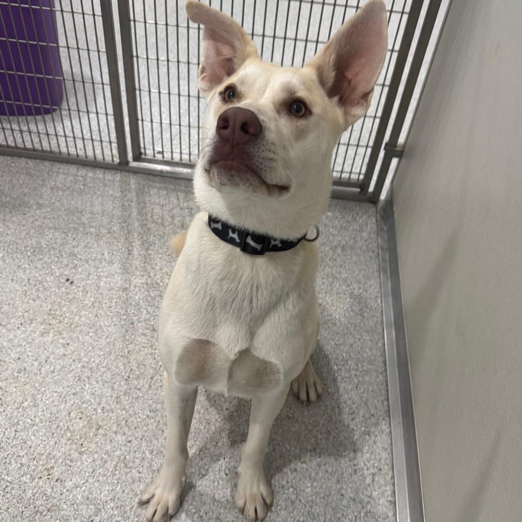 Enlarge Buck, a Adoptable mixed breed in Pineville, MO image 2/5