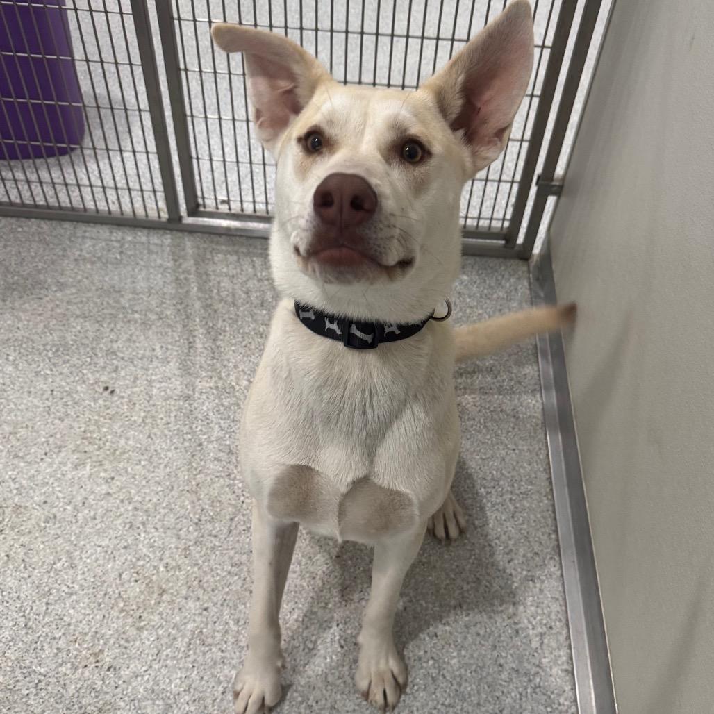 Enlarge Buck, a Adoptable mixed breed in Pineville, MO image 3/5