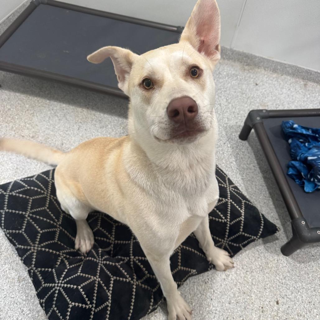 Enlarge Buck, a Adoptable mixed breed in Pineville, MO image 4/5