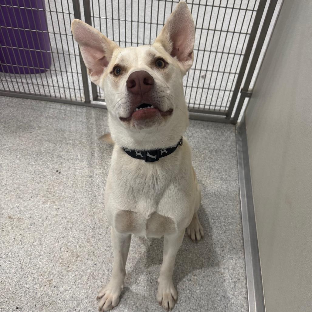 Enlarge Buck, a Adoptable mixed breed in Pineville, MO image 5/5