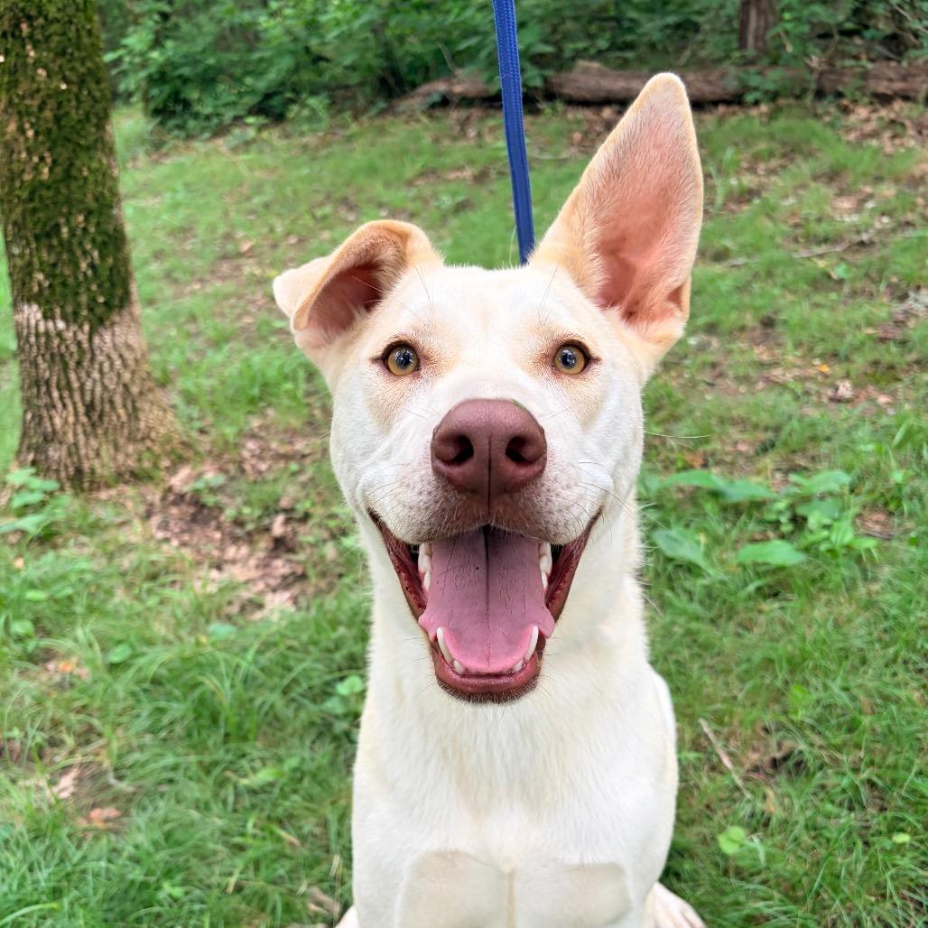 Enlarge Buck, a Adoptable mixed breed in Pineville, MO image 6/6