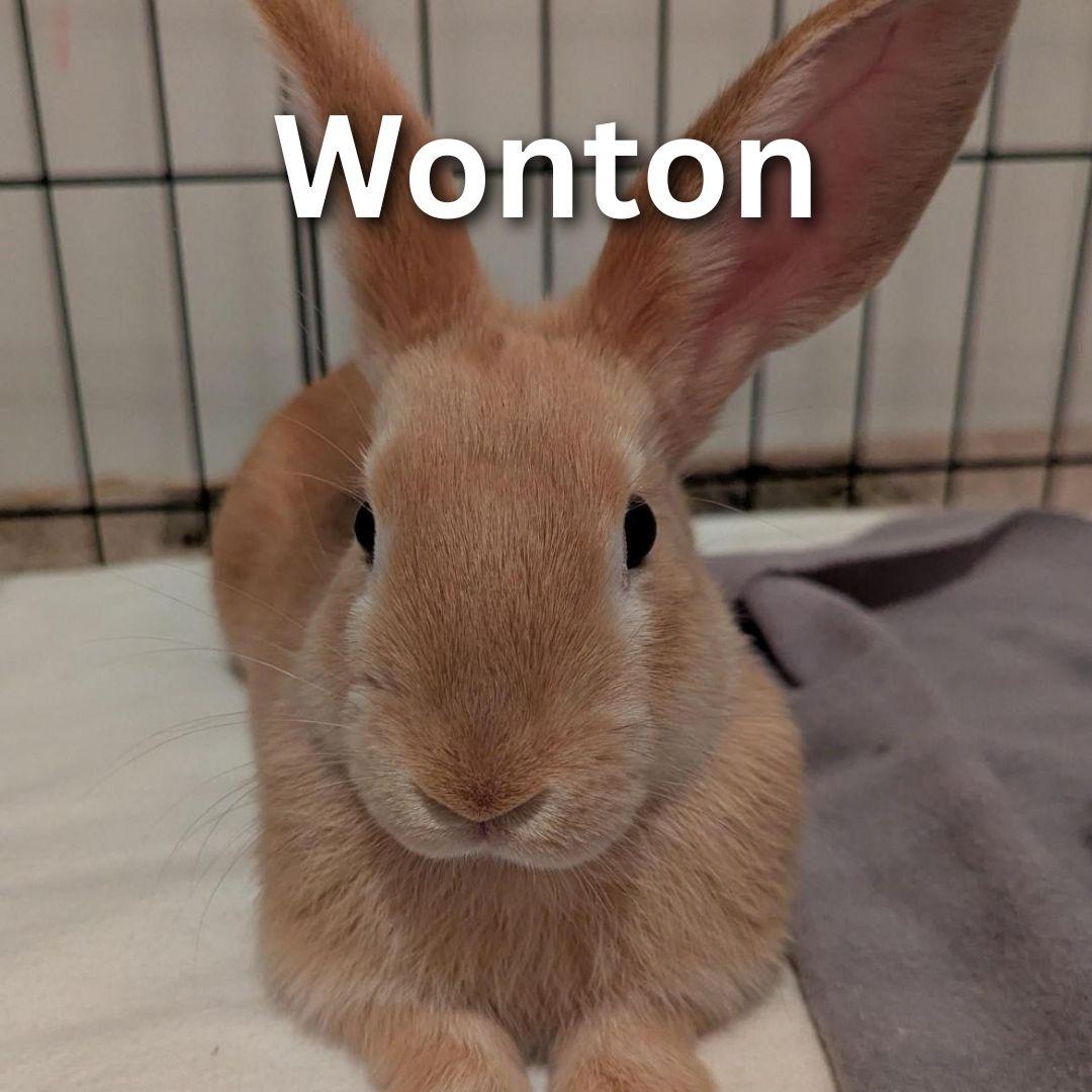 Enlarge Wonton, a Adoptable mixed breed in Winnipeg, MB image 1/1