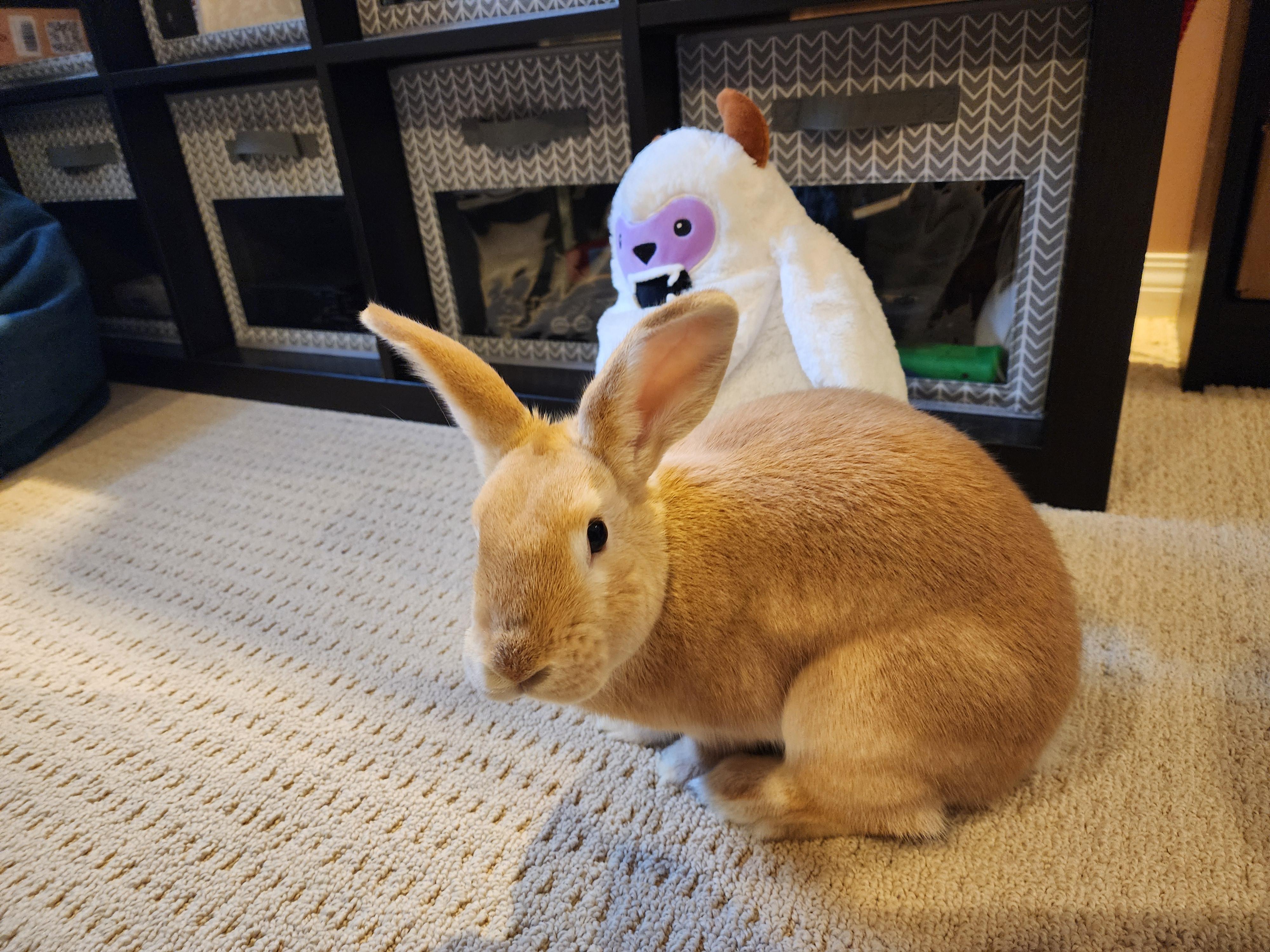 Wonton, Adoptable, Adult Female Lionhead.