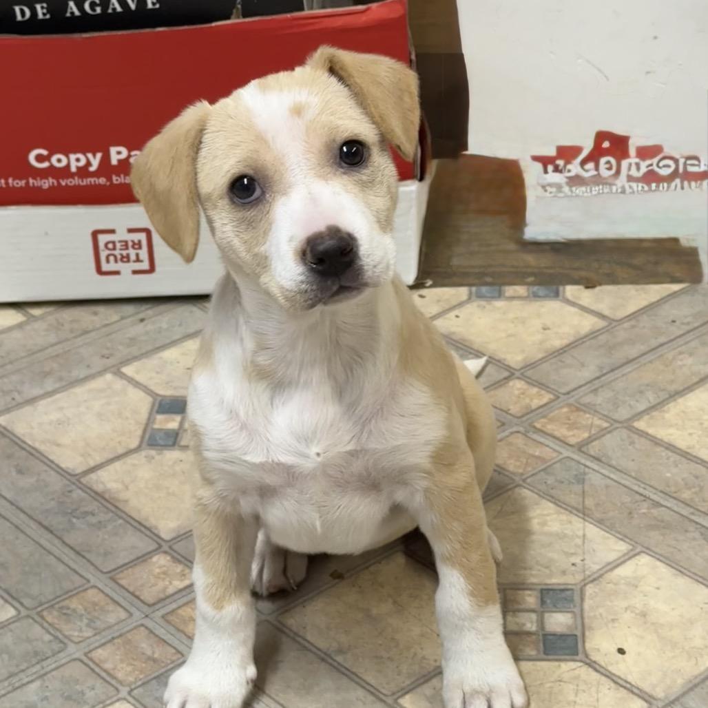 NY Indy (Foster in Carmel), Adoptable, Puppy Female Bluetick Coonhound & Labrador Retriever.